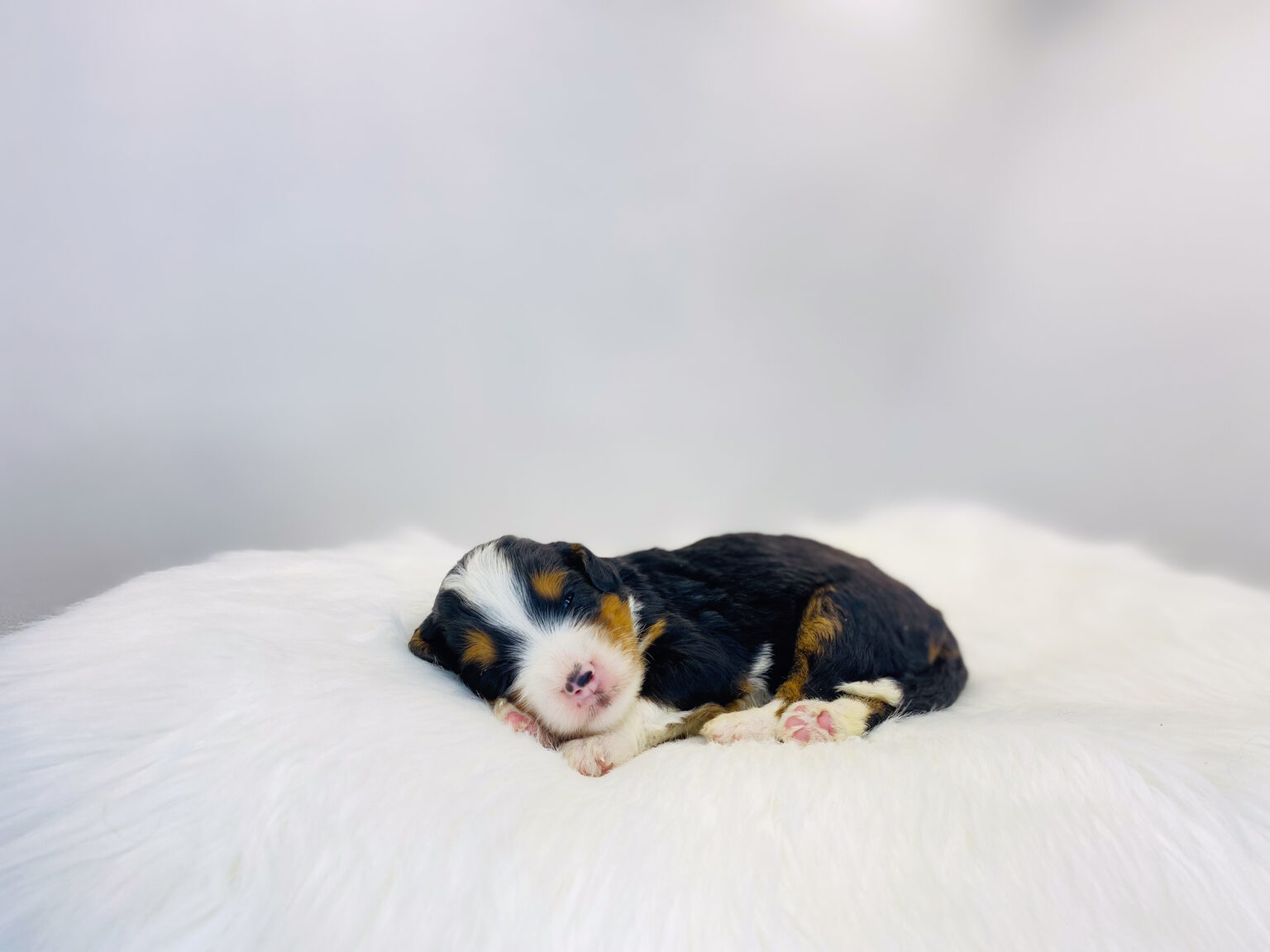 I am just a tiny baby and would love to join your family soon! Of course, you can’t see how cute and curly I will be when I get older, so the Dog Club will send updated photos when I am about 6 to 7 weeks old, if you choose to adopt me. Infant puppy deposits are refundable or transferrable.