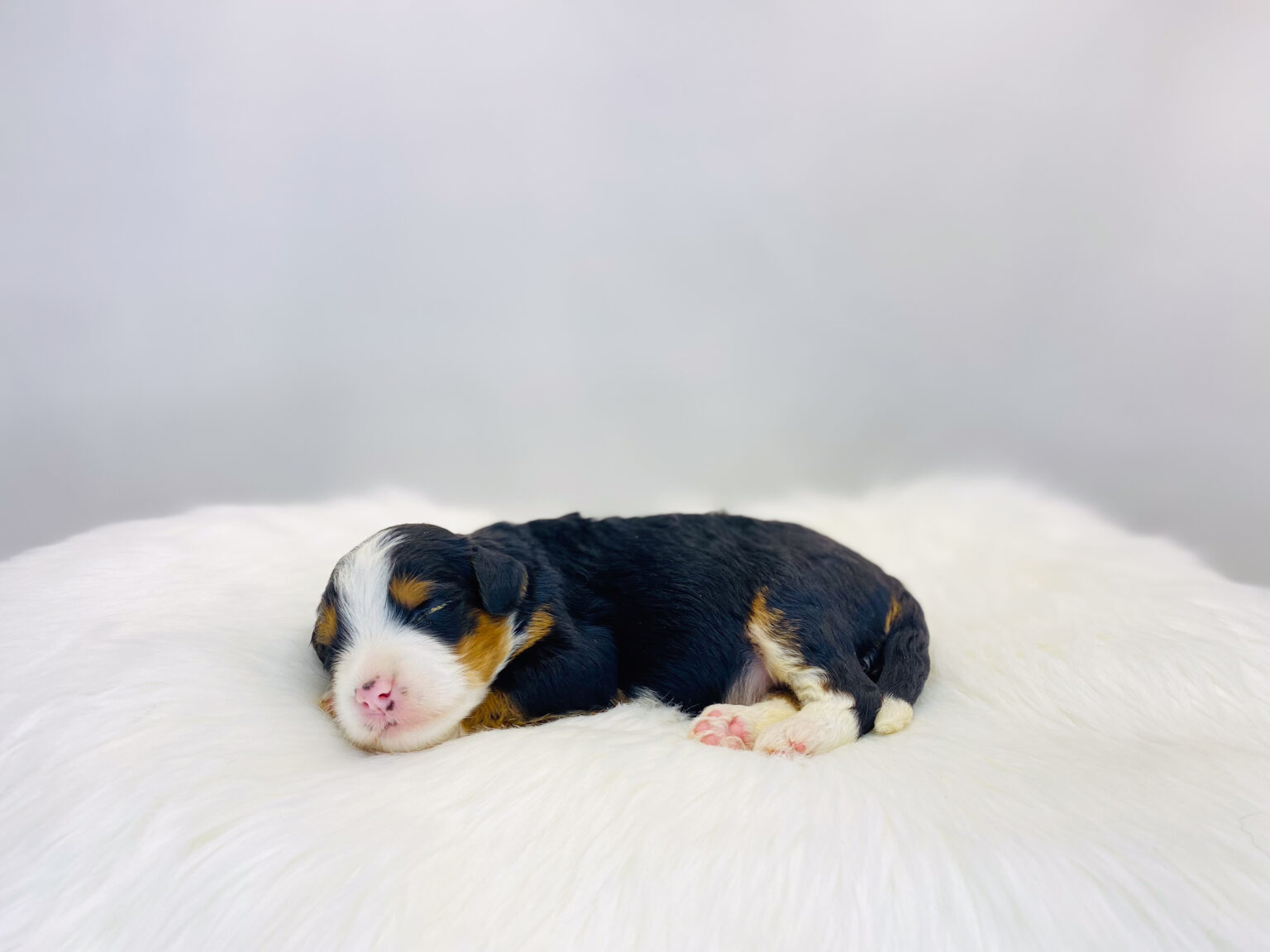 I am just a tiny baby and would love to join your family soon! Of course, you can’t see how cute and curly I will be when I get older, so the Dog Club will send updated photos when I am about 6 to 7 weeks old, if you choose to adopt me. Infant puppy deposits are refundable or transferrable.