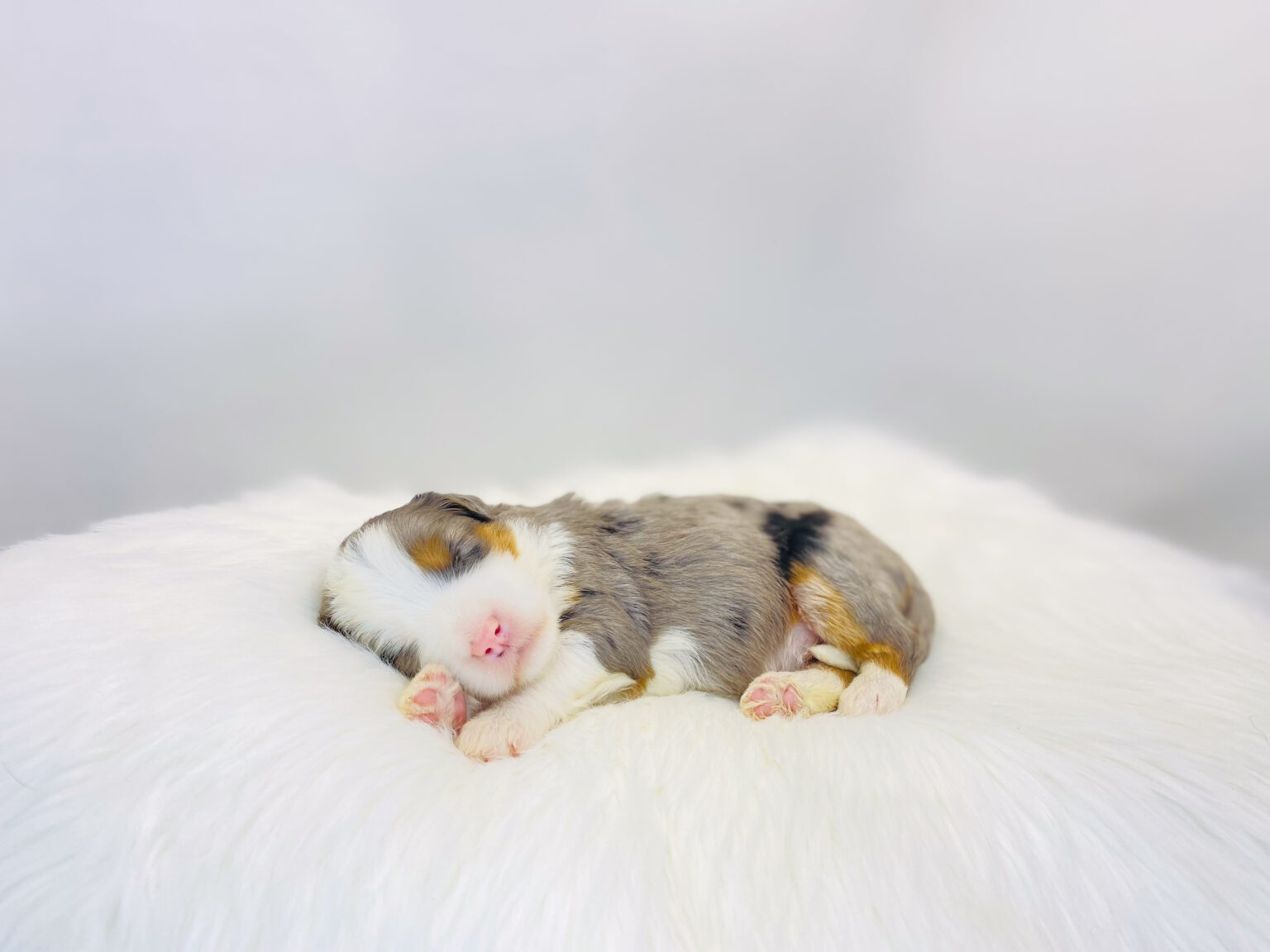 I am just a tiny baby and would love to join your family soon! Of course, you can’t see how cute and curly I will be when I get older, so the Dog Club will send updated photos when I am about 6 to 7 weeks old, if you choose to adopt me. Infant puppy deposits are refundable or transferrable.