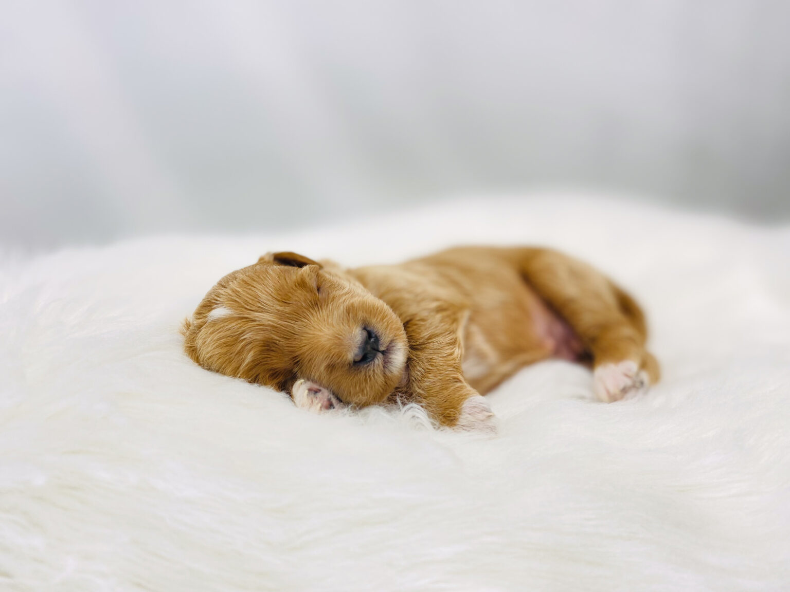 I am just a tiny baby and would love to join your family soon! Of course, you can’t see how cute and curly I will be when I get older, so the Dog Club will send updated photos when I am about 6 to 7 weeks old, if you choose to adopt me. Infant puppy deposits are refundable or transferrable.