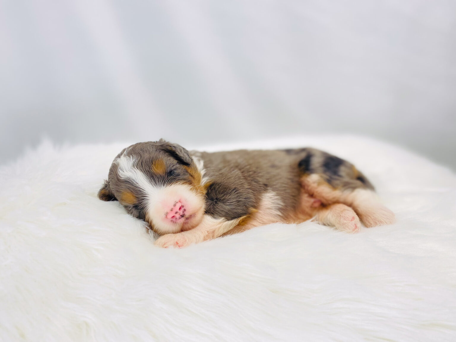 I am just a tiny baby and would love to join your family soon! Of course, you can’t see how cute and curly I will be when I get older, so the Dog Club will send updated photos when I am about 6 to 7 weeks old, if you choose to adopt me. Infant puppy deposits are refundable or transferrable.