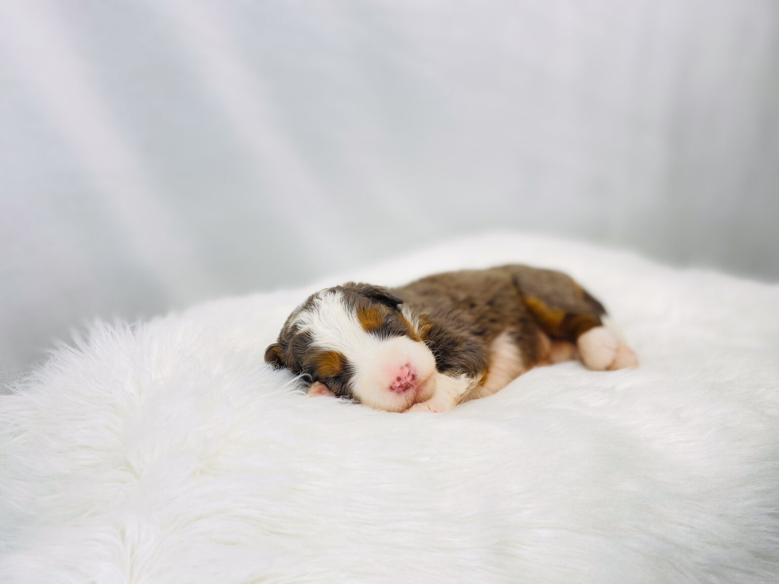 I am just a tiny baby and would love to join your family soon! Of course, you can’t see how cute and curly I will be when I get older, so the Dog Club will send updated photos when I am about 6 to 7 weeks old, if you choose to adopt me. Infant puppy deposits are refundable or transferrable.