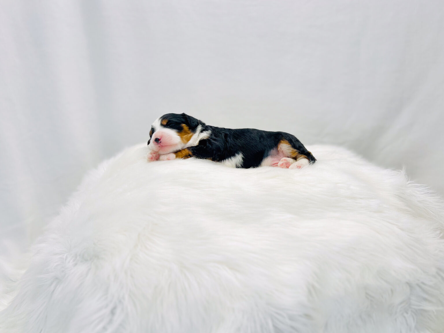 I am just a tiny baby and would love to join your family soon! Of course, you can’t see how cute and curly I will be when I get older, so the Dog Club will send updated photos when I am about 6 to 7 weeks old, if you choose to adopt me. Infant puppy deposits are refundable or transferrable.