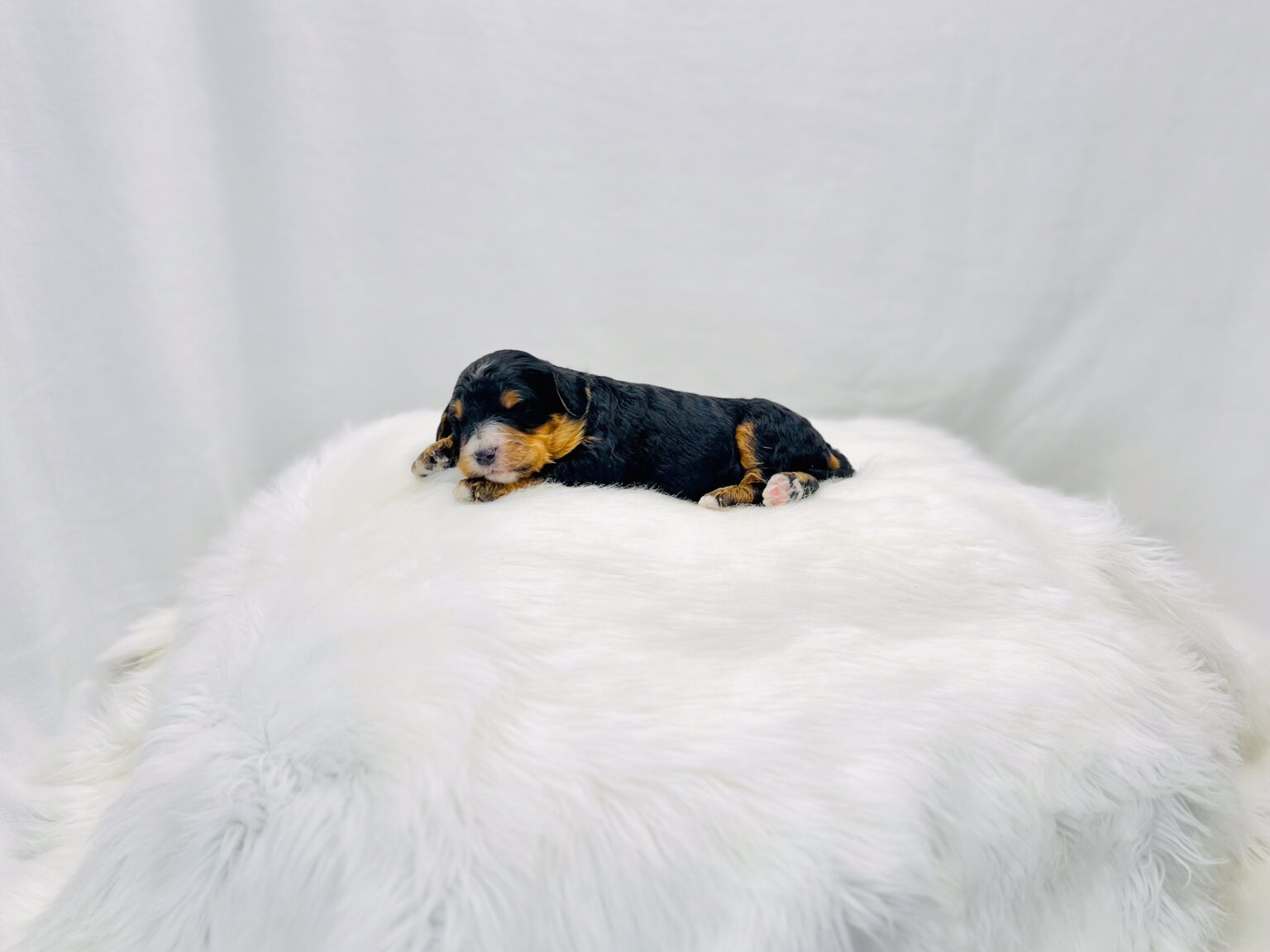 I am just a tiny baby and would love to join your family soon! Of course, you can’t see how cute and curly I will be when I get older, so the Dog Club will send updated photos when I am about 6 to 7 weeks old, if you choose to adopt me. Infant puppy deposits are refundable or transferrable.