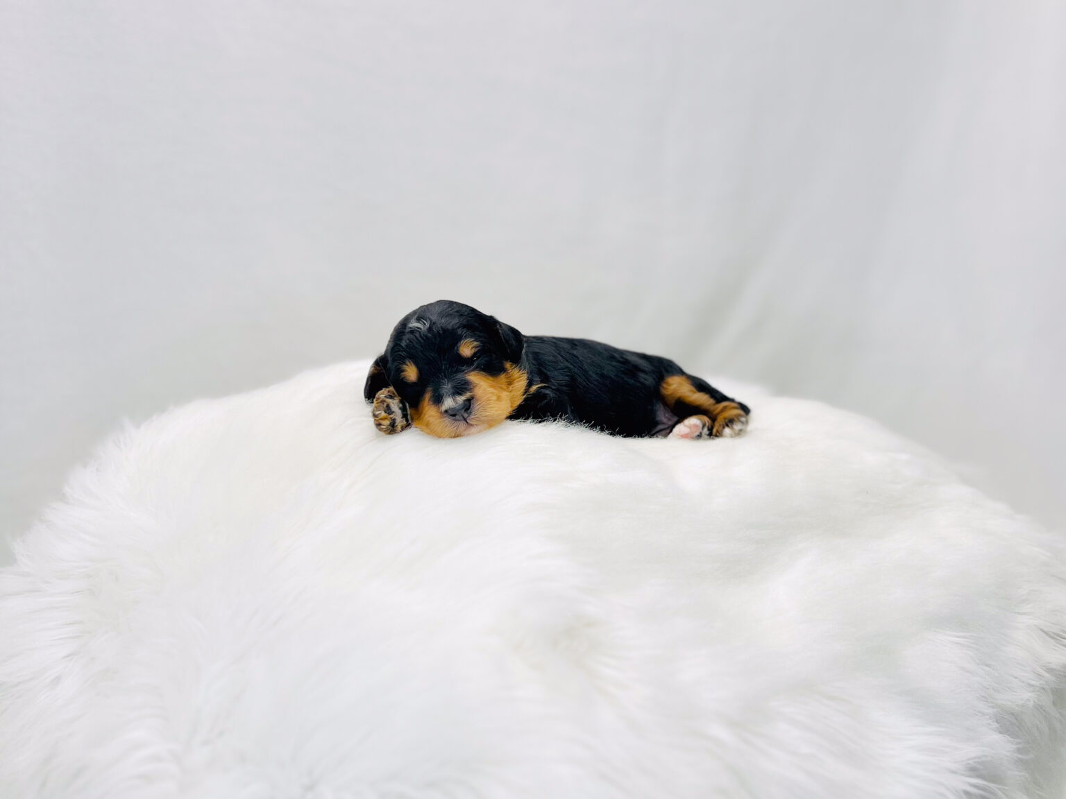 I am just a tiny baby and would love to join your family soon! Of course, you can’t see how cute and curly I will be when I get older, so the Dog Club will send updated photos when I am about 6 to 7 weeks old, if you choose to adopt me. Infant puppy deposits are refundable or transferrable.