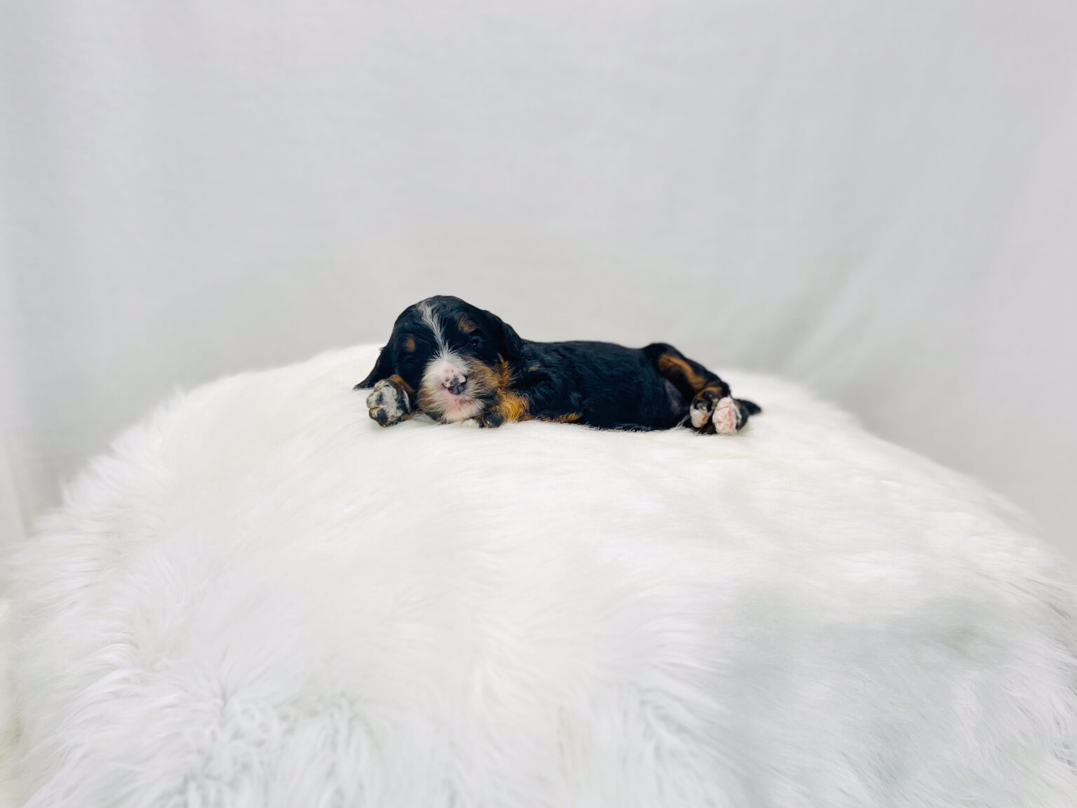 I am just a tiny baby and would love to join your family soon! Of course, you can’t see how cute and curly I will be when I get older, so the Dog Club will send updated photos when I am about 6 to 7 weeks old, if you choose to adopt me. Infant puppy deposits are refundable or transferrable.