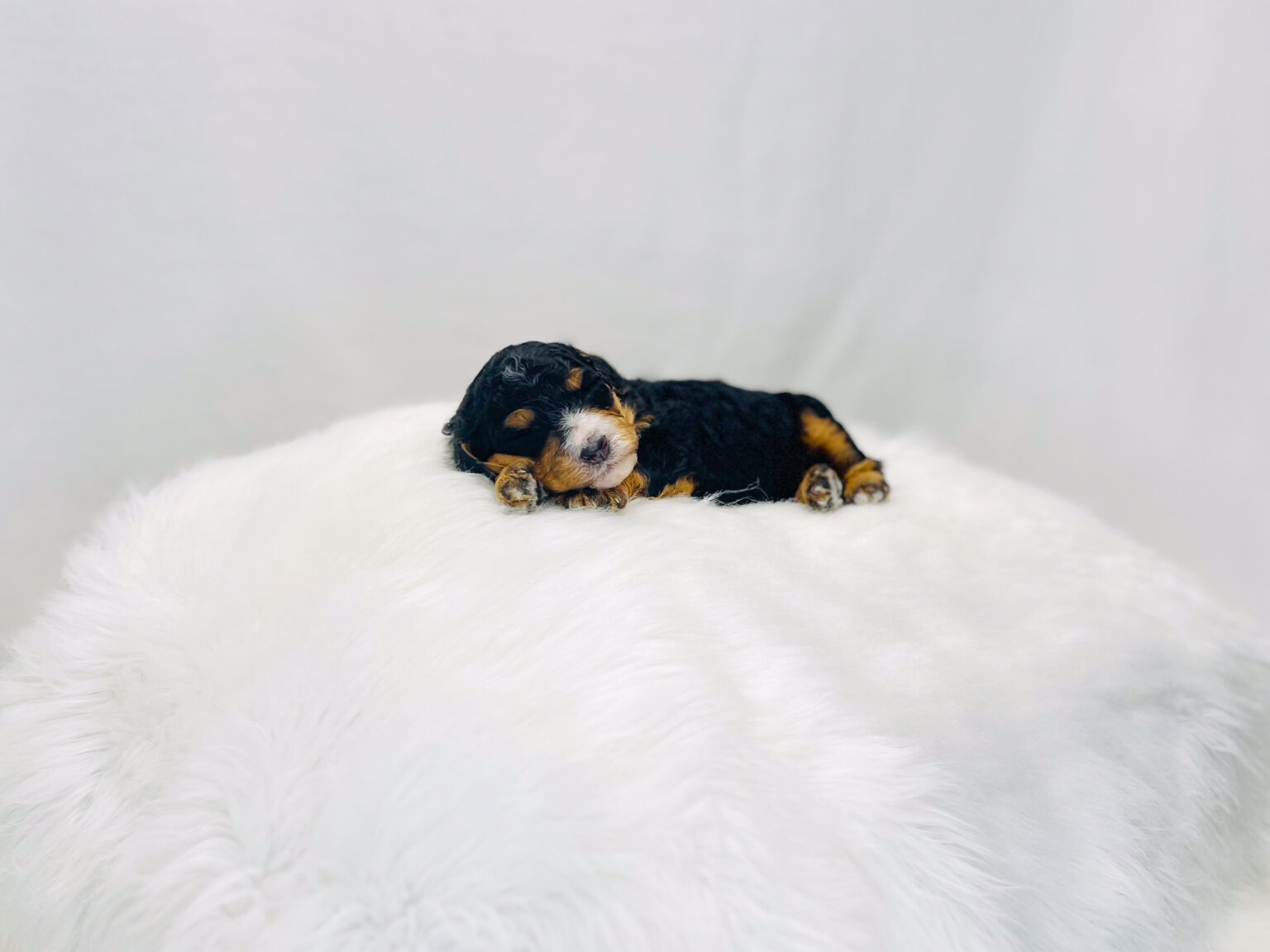 I am just a tiny baby and would love to join your family soon! Of course, you can’t see how cute and curly I will be when I get older, so the Dog Club will send updated photos when I am about 6 to 7 weeks old, if you choose to adopt me. Infant puppy deposits are refundable or transferrable.