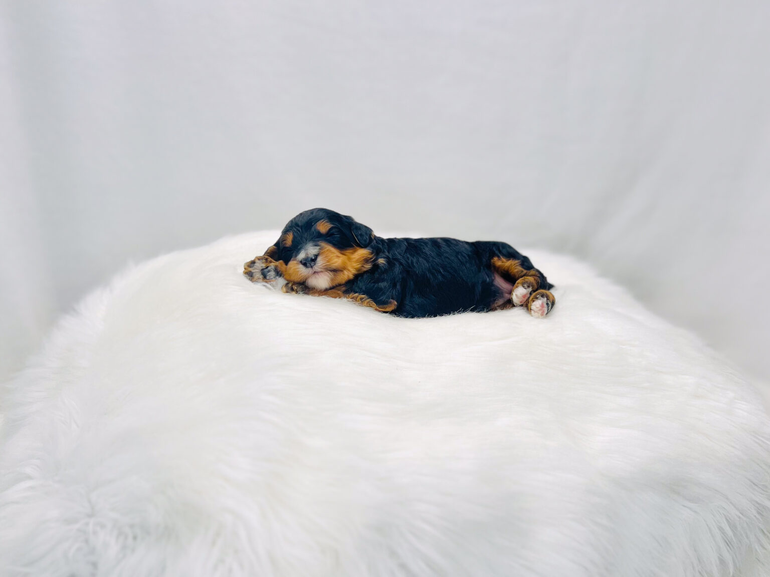 I am just a tiny baby and would love to join your family soon! Of course, you can’t see how cute and curly I will be when I get older, so the Dog Club will send updated photos when I am about 6 to 7 weeks old, if you choose to adopt me. Infant puppy deposits are refundable or transferrable.