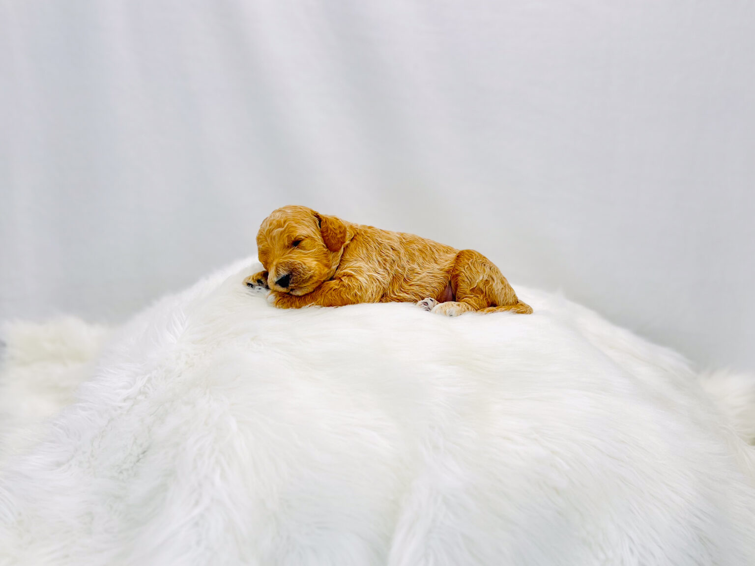 I am just a tiny baby and would love to join your family soon! Of course, you can’t see how cute and curly I will be when I get older, so the Dog Club will send updated photos when I am about 6 to 7 weeks old, if you choose to adopt me. Infant puppy deposits are refundable or transferrable.
