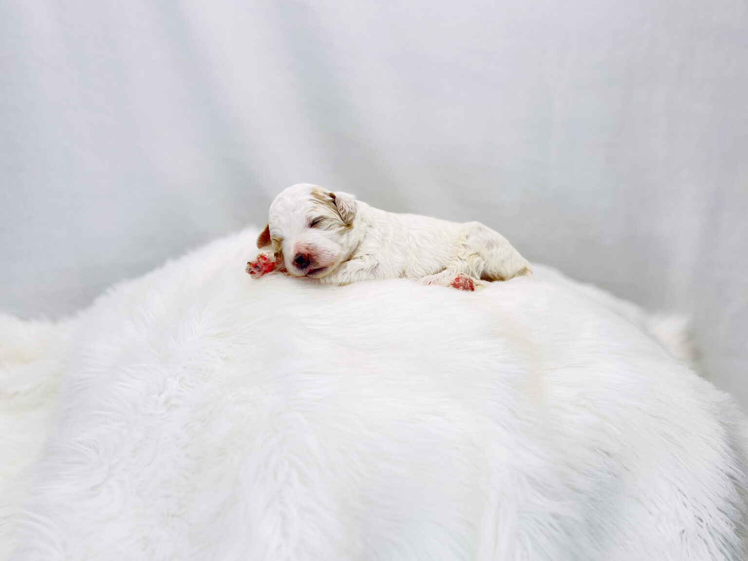 I am just a tiny baby and would love to join your family soon! Of course, you can’t see how cute and curly I will be when I get older, so the Dog Club will send updated photos when I am about 6 to 7 weeks old, if you choose to adopt me. Infant puppy deposits are refundable or transferrable.