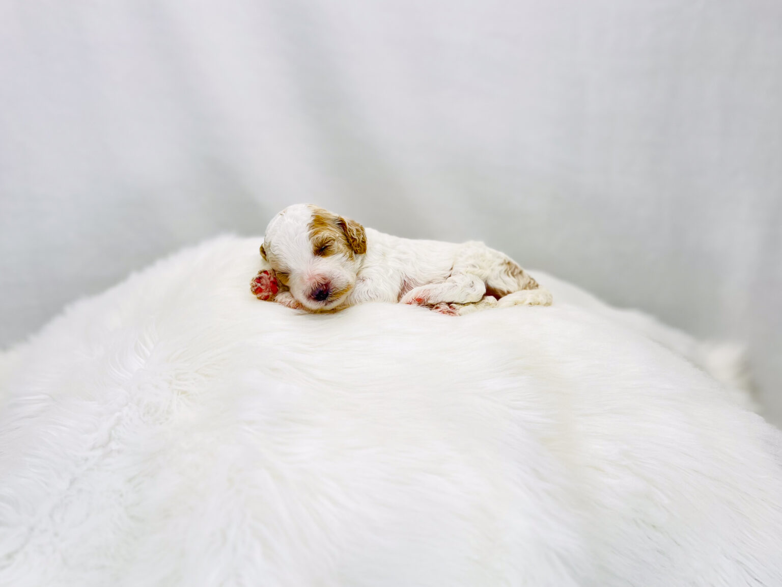 I am just a tiny baby and would love to join your family soon! Of course, you can’t see how cute and curly I will be when I get older, so the Dog Club will send updated photos when I am about 6 to 7 weeks old, if you choose to adopt me. Infant puppy deposits are refundable or transferrable.