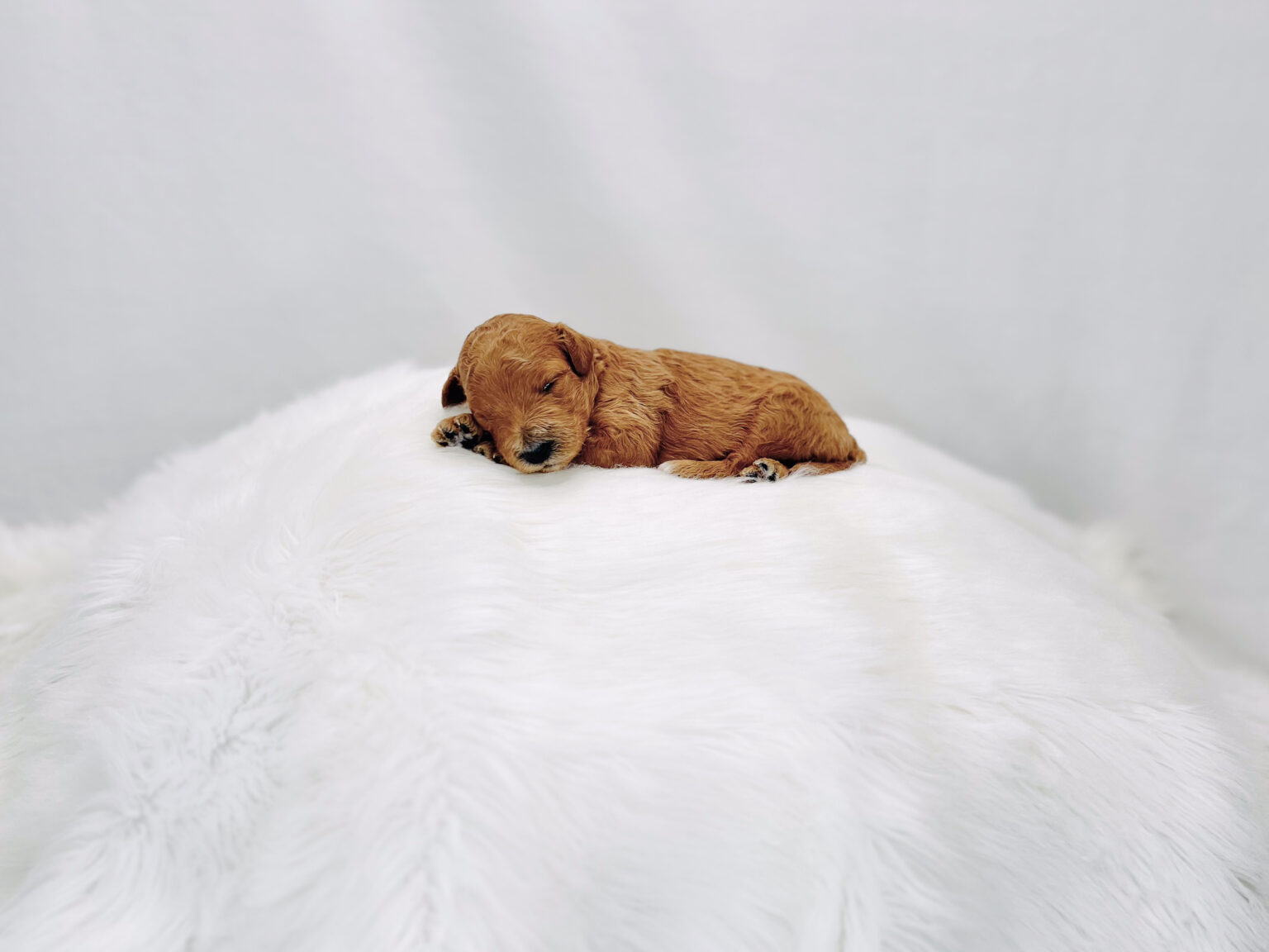 I am just a tiny baby and would love to join your family soon! Of course, you can’t see how cute and curly I will be when I get older, so the Dog Club will send updated photos when I am about 6 to 7 weeks old, if you choose to adopt me. Infant puppy deposits are refundable or transferrable.