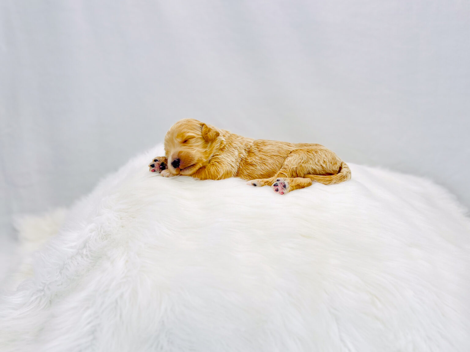 I am just a tiny baby and would love to join your family soon! Of course, you can’t see how cute and curly I will be when I get older, so the Dog Club will send updated photos when I am about 6 to 7 weeks old, if you choose to adopt me. Infant puppy deposits are refundable or transferrable.