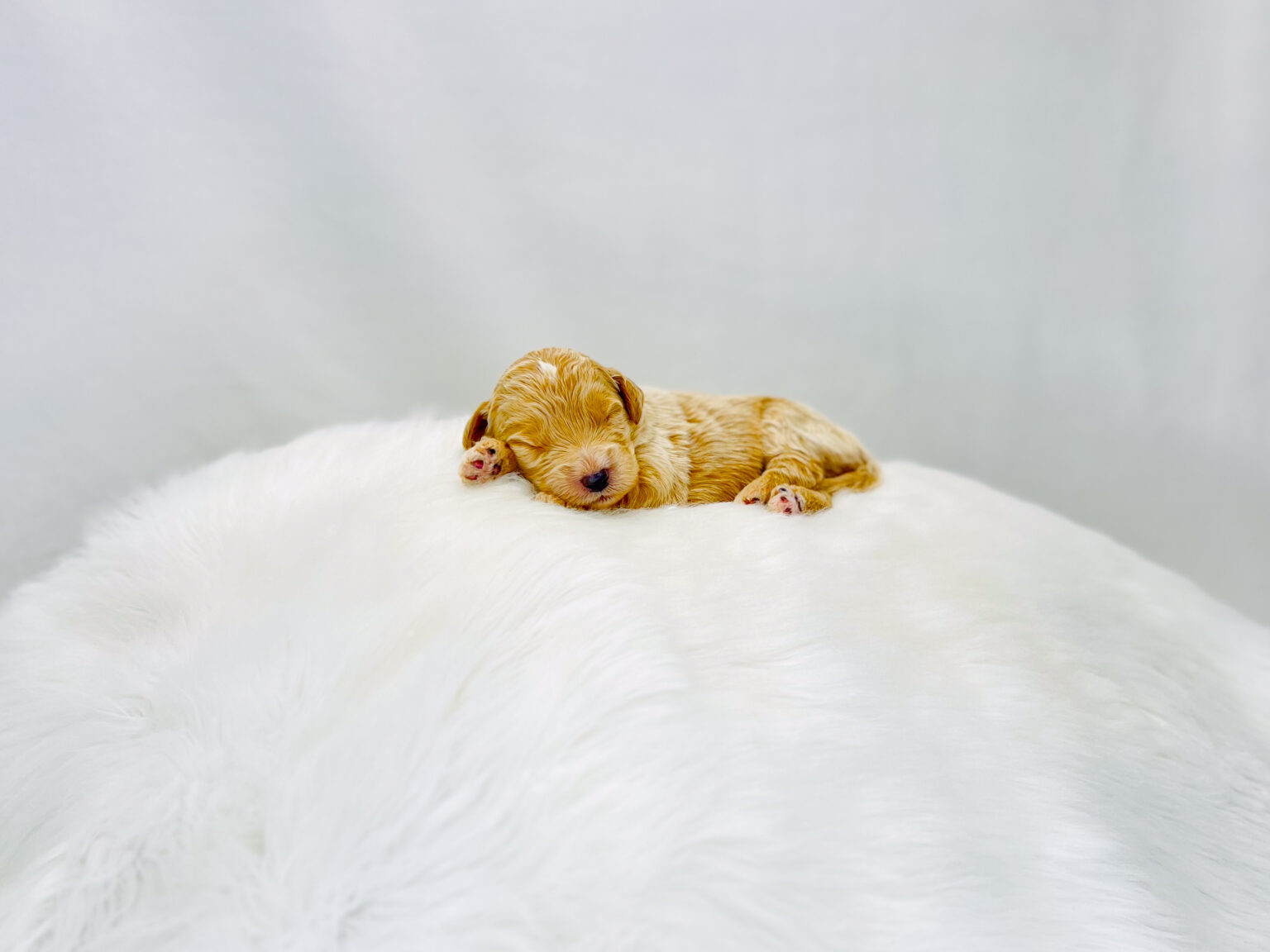I am just a tiny baby and would love to join your family soon! Of course, you can’t see how cute and curly I will be when I get older, so the Dog Club will send updated photos when I am about 6 to 7 weeks old, if you choose to adopt me. Infant puppy deposits are refundable or transferrable.