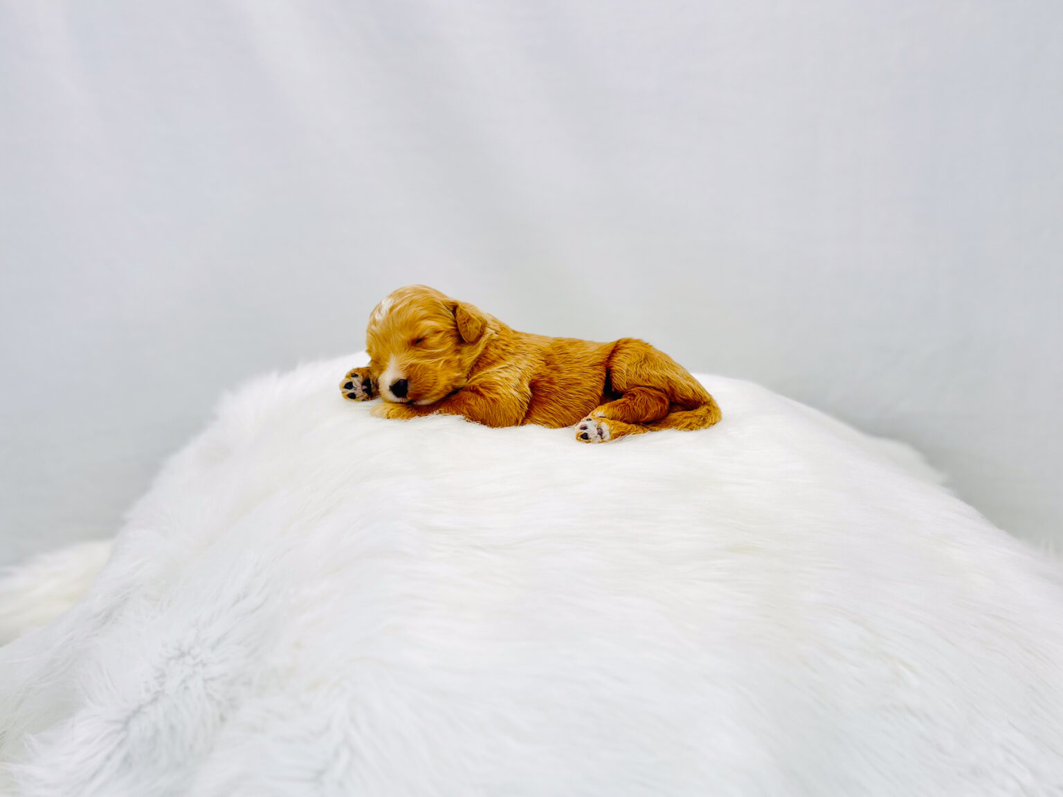 I am just a tiny baby and would love to join your family soon! Of course, you can’t see how cute and curly I will be when I get older, so the Dog Club will send updated photos when I am about 6 to 7 weeks old, if you choose to adopt me. Infant puppy deposits are refundable or transferrable.