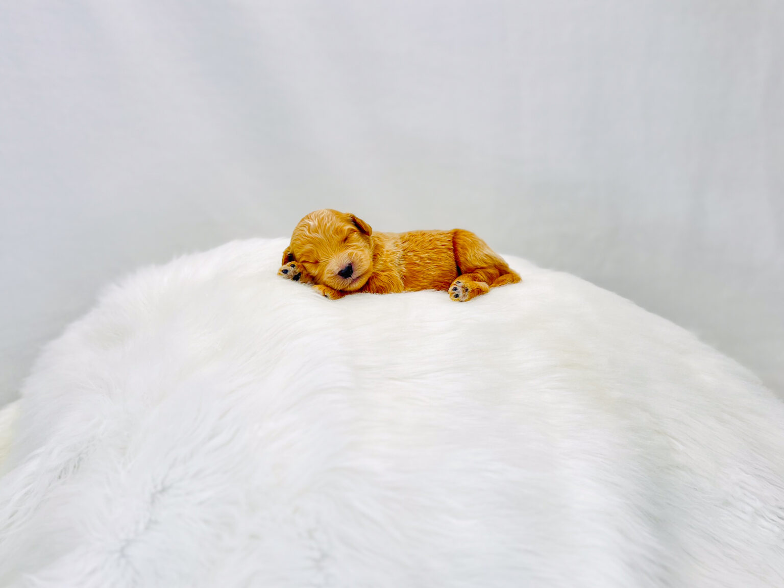 I am just a tiny baby and would love to join your family soon! Of course, you can’t see how cute and curly I will be when I get older, so the Dog Club will send updated photos when I am about 6 to 7 weeks old, if you choose to adopt me. Infant puppy deposits are refundable or transferrable.