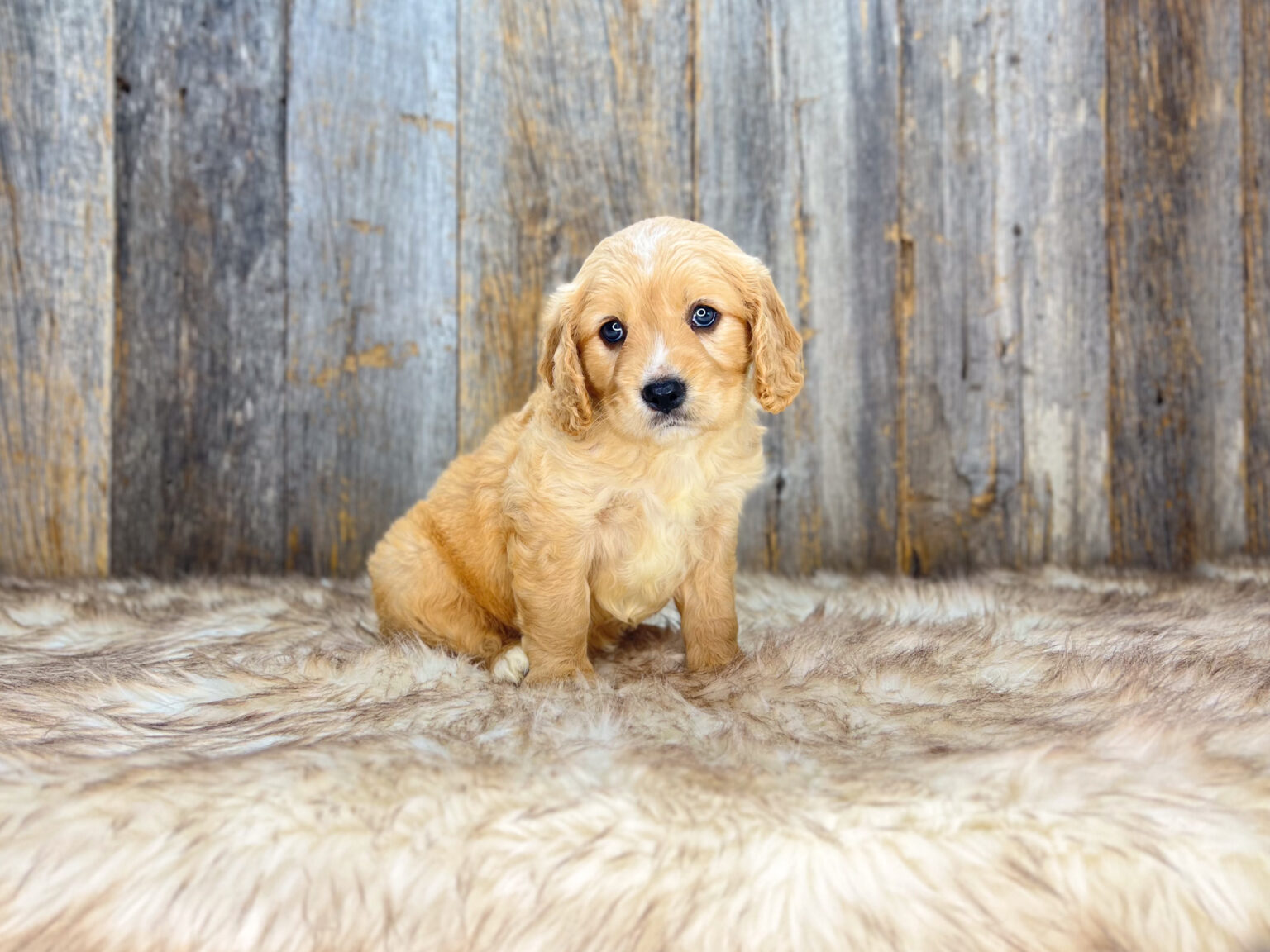 I am just a tiny baby and would love to join your family soon! Of course, you can’t see how cute and curly I will be when I get older, so the Dog Club will send updated photos when I am about 6 to 7 weeks old, if you choose to adopt me. Infant puppy deposits are refundable or transferrable.