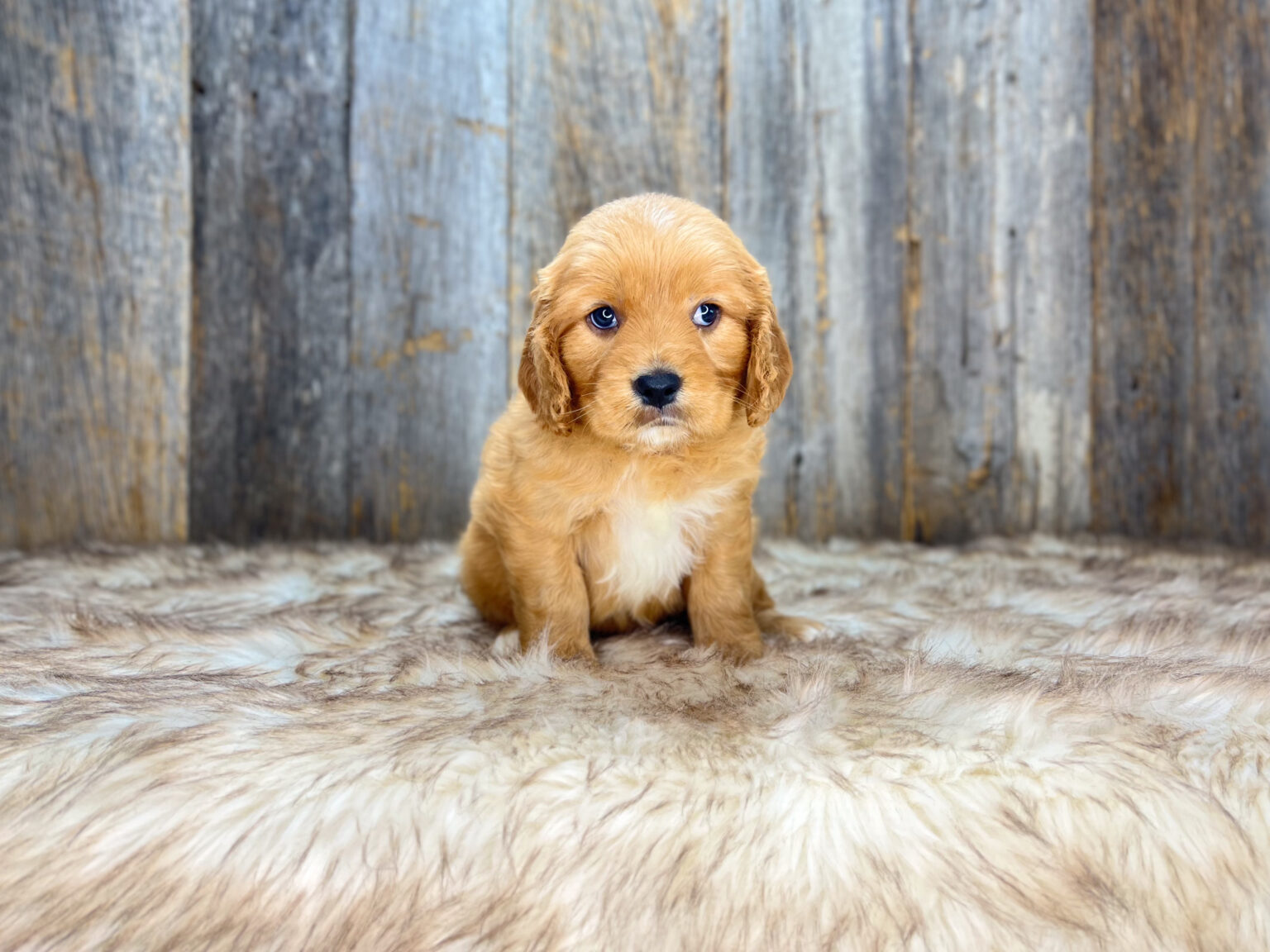 I am just a tiny baby and would love to join your family soon! Of course, you can’t see how cute and curly I will be when I get older, so the Dog Club will send updated photos when I am about 6 to 7 weeks old, if you choose to adopt me. Infant puppy deposits are refundable or transferrable.