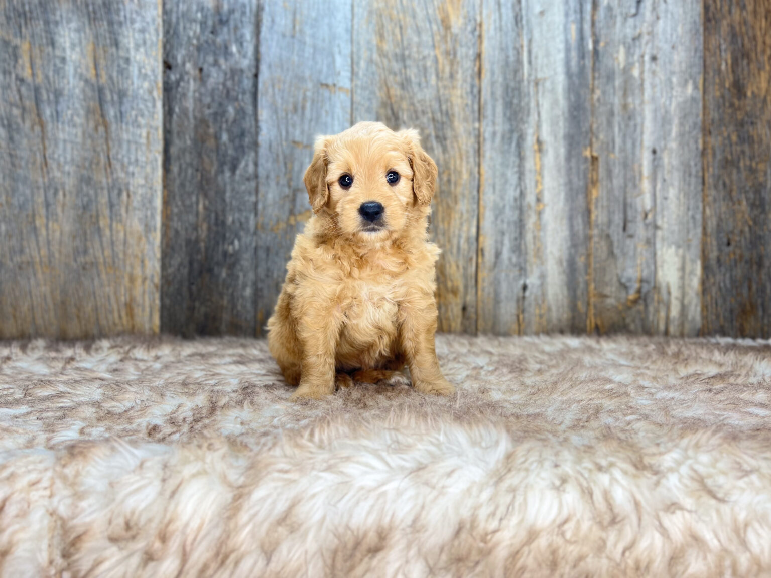 I am just a tiny baby and would love to join your family soon! Of course, you can’t see how cute and curly I will be when I get older, so the Dog Club will send updated photos when I am about 6 to 7 weeks old, if you choose to adopt me. Infant puppy deposits are refundable or transferrable.
