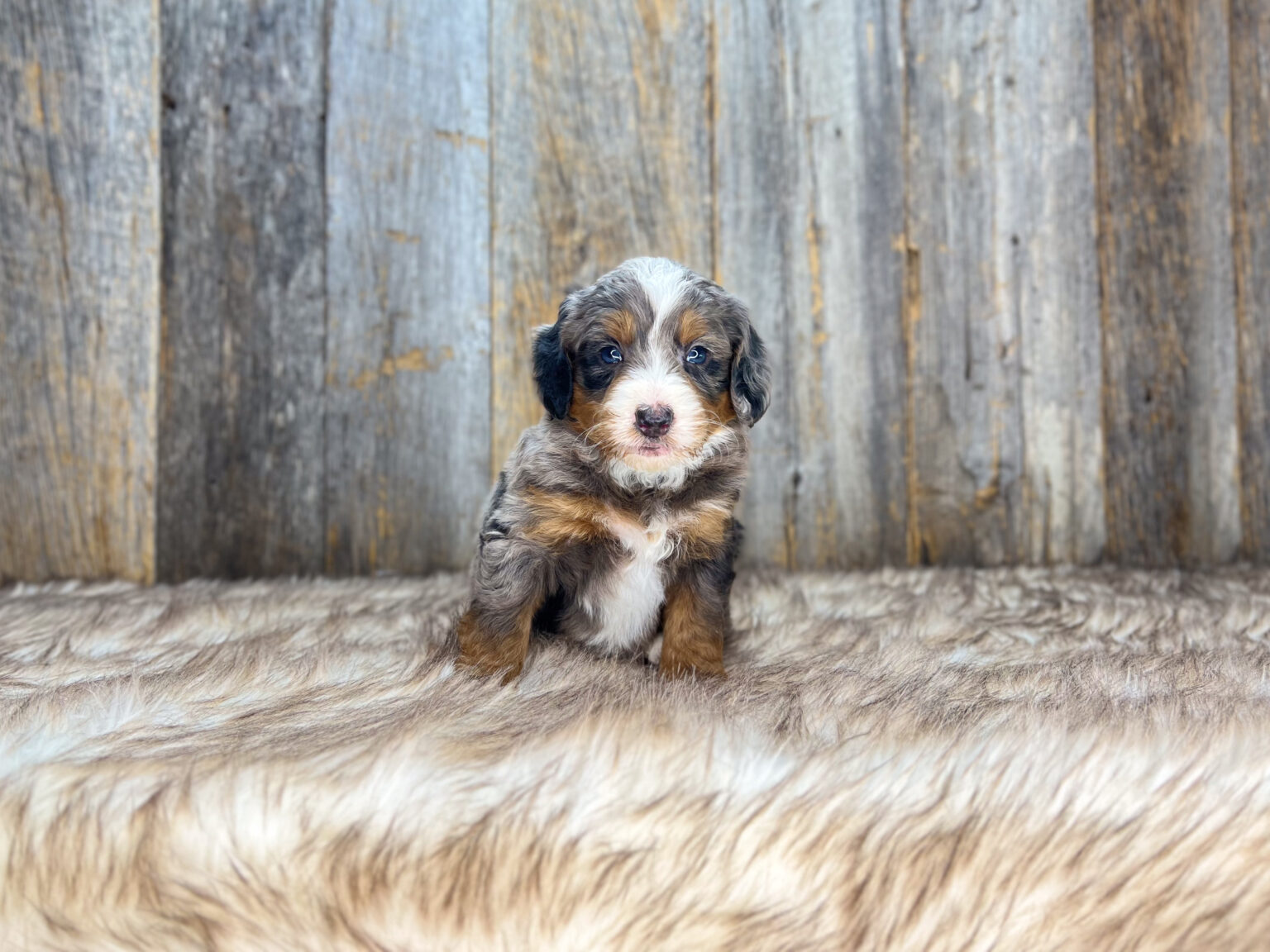I am just a tiny baby and would love to join your family soon! Of course, you can’t see how cute and curly I will be when I get older, so the Dog Club will send updated photos when I am about 6 to 7 weeks old, if you choose to adopt me. Infant puppy deposits are refundable or transferrable.