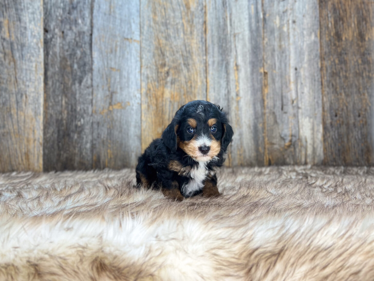 I am just a tiny baby and would love to join your family soon! Of course, you can’t see how cute and curly I will be when I get older, so the Dog Club will send updated photos when I am about 6 to 7 weeks old, if you choose to adopt me. Infant puppy deposits are refundable or transferrable.