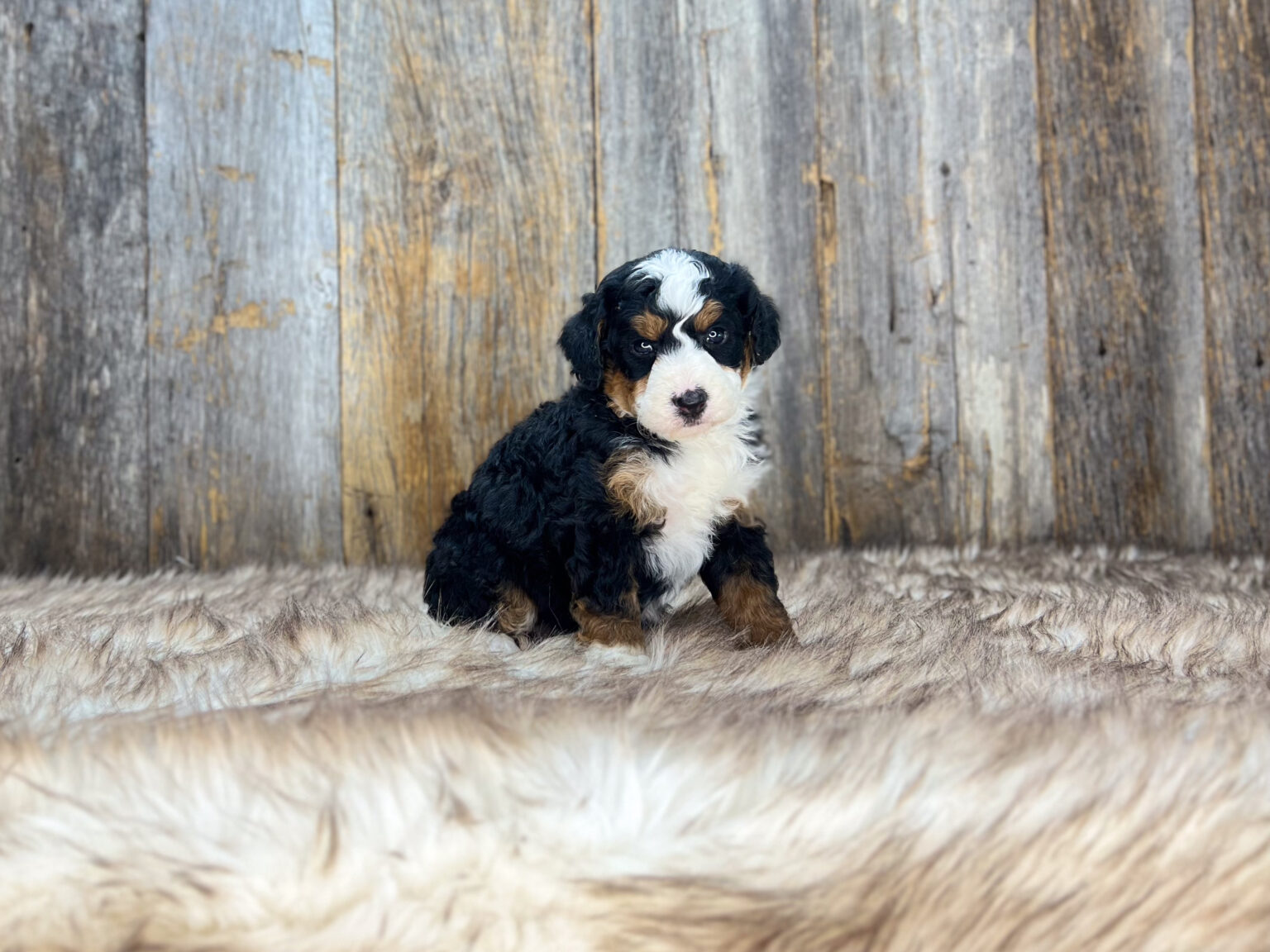 I am just a tiny baby and would love to join your family soon! Of course, you can’t see how cute and curly I will be when I get older, so the Dog Club will send updated photos when I am about 6 to 7 weeks old, if you choose to adopt me. Infant puppy deposits are refundable or transferrable.