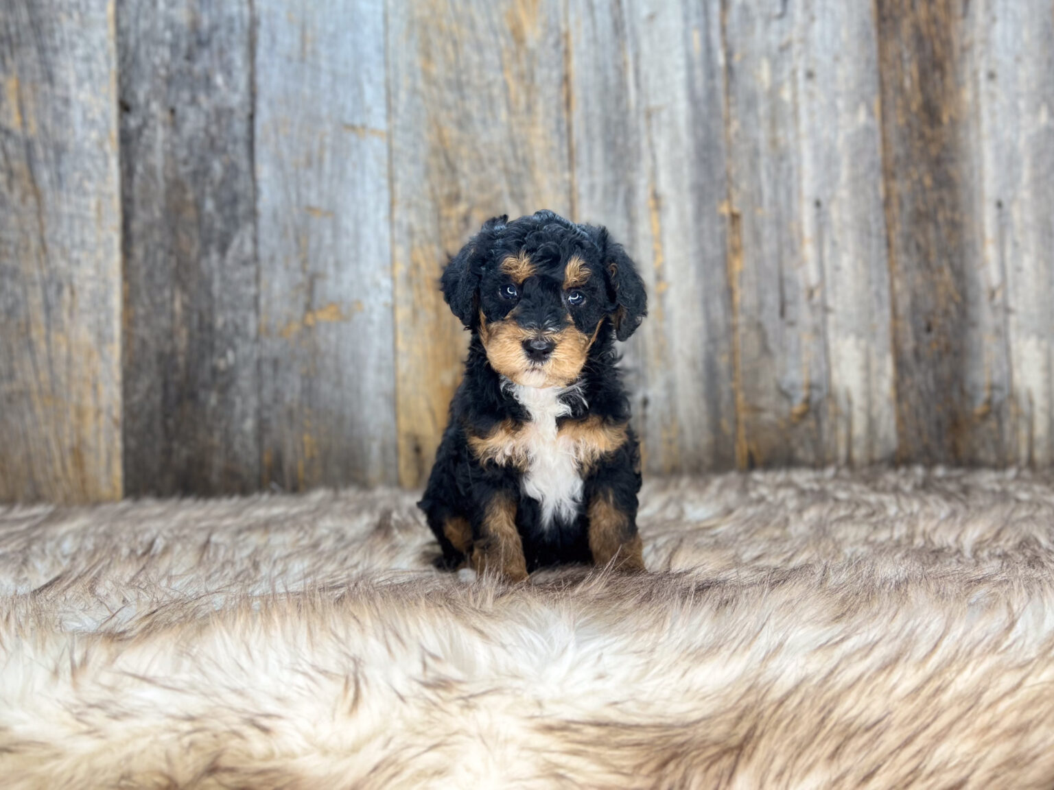 I am just a tiny baby and would love to join your family soon! Of course, you can’t see how cute and curly I will be when I get older, so the Dog Club will send updated photos when I am about 6 to 7 weeks old, if you choose to adopt me. Infant puppy deposits are refundable or transferrable.