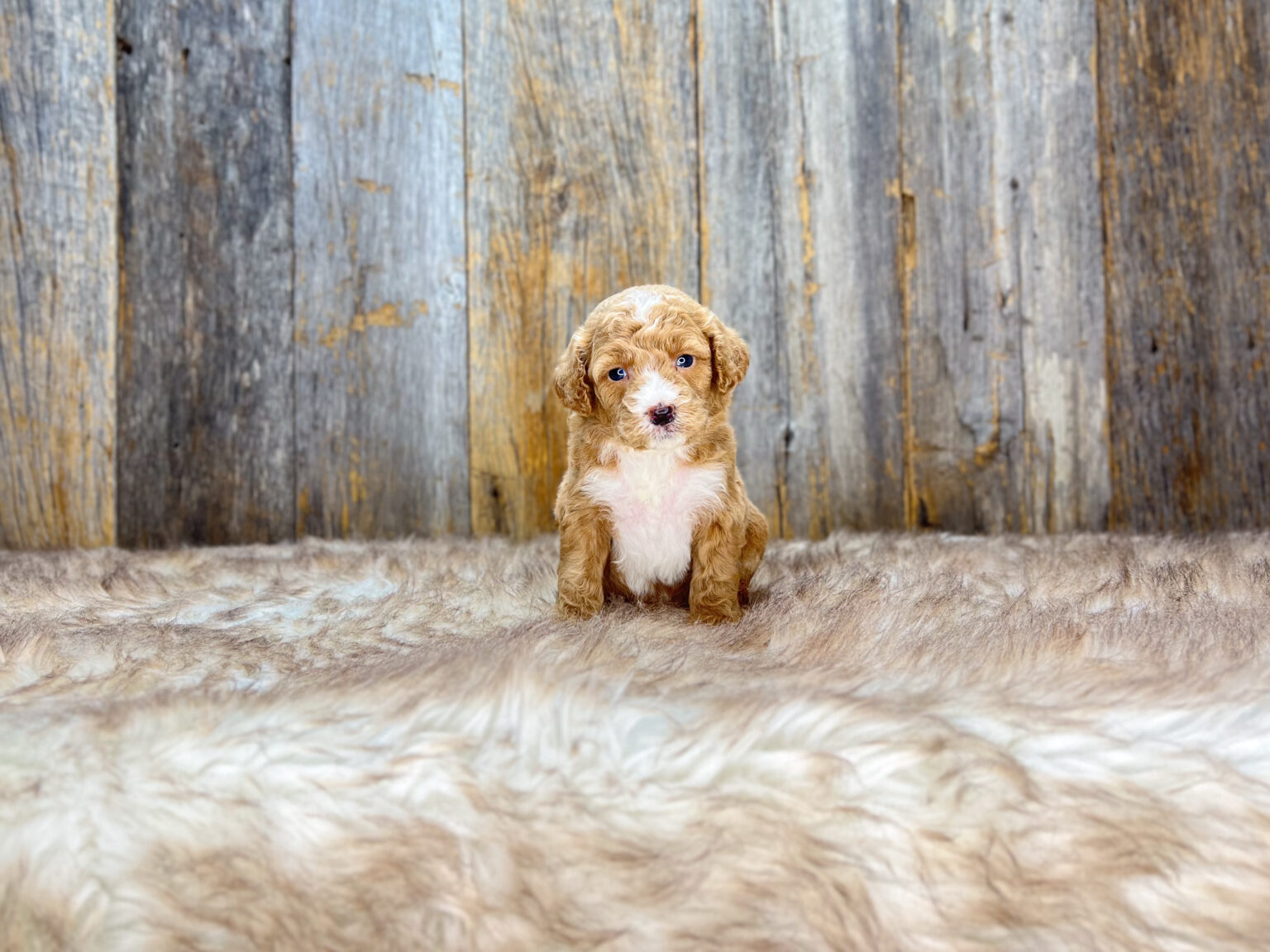 I am just a tiny baby and would love to join your family soon! Of course, you can’t see how cute and curly I will be when I get older, so the Dog Club will send updated photos when I am about 6 to 7 weeks old, if you choose to adopt me. Infant puppy deposits are refundable or transferrable.