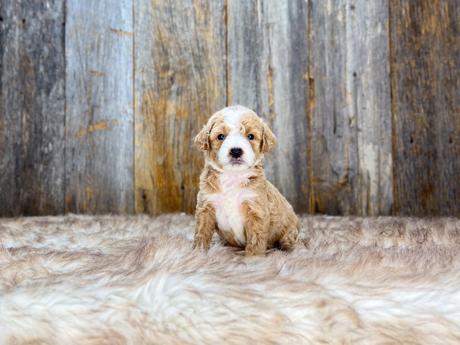 I am just a tiny baby and would love to join your family soon! Of course, you can’t see how cute and curly I will be when I get older, so the Dog Club will send updated photos when I am about 6 to 7 weeks old, if you choose to adopt me. Infant puppy deposits are refundable or transferrable.
