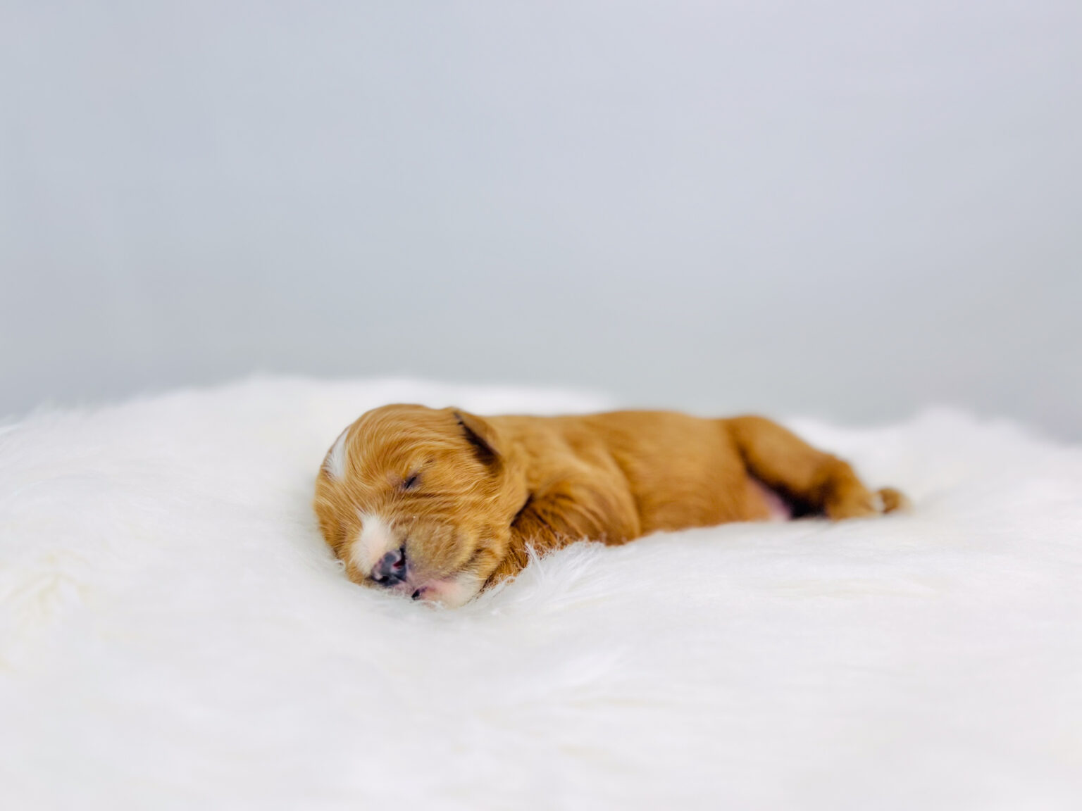 I am just a tiny baby and would love to join your family soon! Of course, you can’t see how cute and curly I will be when I get older, so the Dog Club will send updated photos when I am about 6 to 7 weeks old, if you choose to adopt me. Infant puppy deposits are refundable or transferrable.