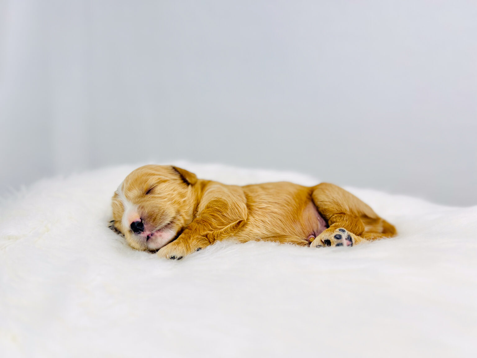 I am just a tiny baby and would love to join your family soon! Of course, you can’t see how cute and curly I will be when I get older, so the Dog Club will send updated photos when I am about 6 to 7 weeks old, if you choose to adopt me. Infant puppy deposits are refundable or transferrable.