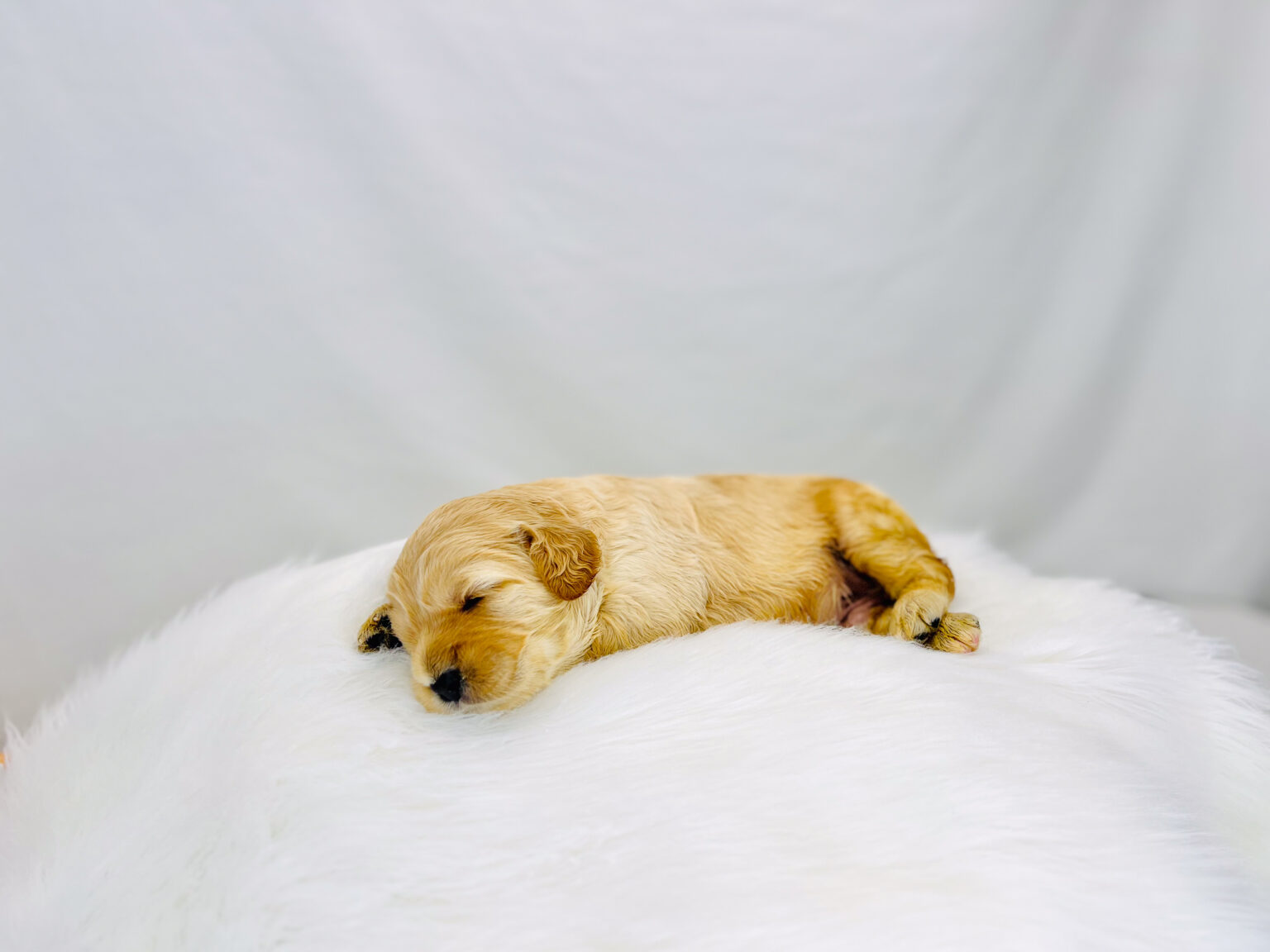 I am just a tiny baby and would love to join your family soon! Of course, you can’t see how cute and curly I will be when I get older, so the Dog Club will send updated photos when I am about 6 to 7 weeks old, if you choose to adopt me. Infant puppy deposits are refundable or transferrable.