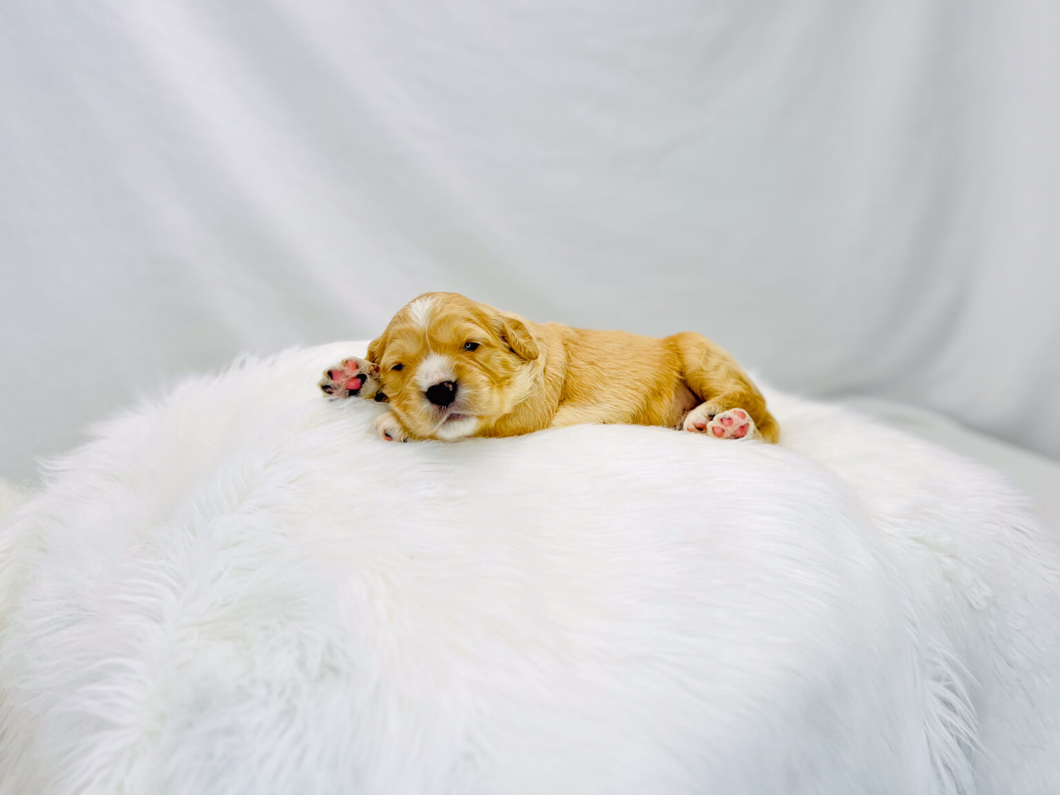 I am just a tiny baby and would love to join your family soon! Of course, you can’t see how cute and curly I will be when I get older, so the Dog Club will send updated photos when I am about 6 to 7 weeks old, if you choose to adopt me. Infant puppy deposits are refundable or transferrable.