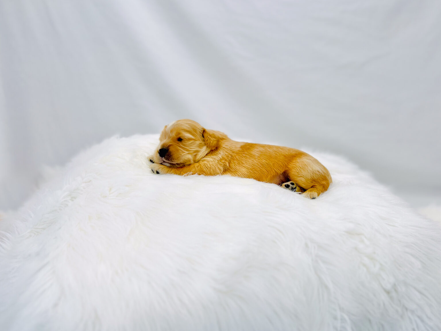 I am just a tiny baby and would love to join your family soon! Of course, you can’t see how cute and curly I will be when I get older, so the Dog Club will send updated photos when I am about 6 to 7 weeks old, if you choose to adopt me. Infant puppy deposits are refundable or transferrable.