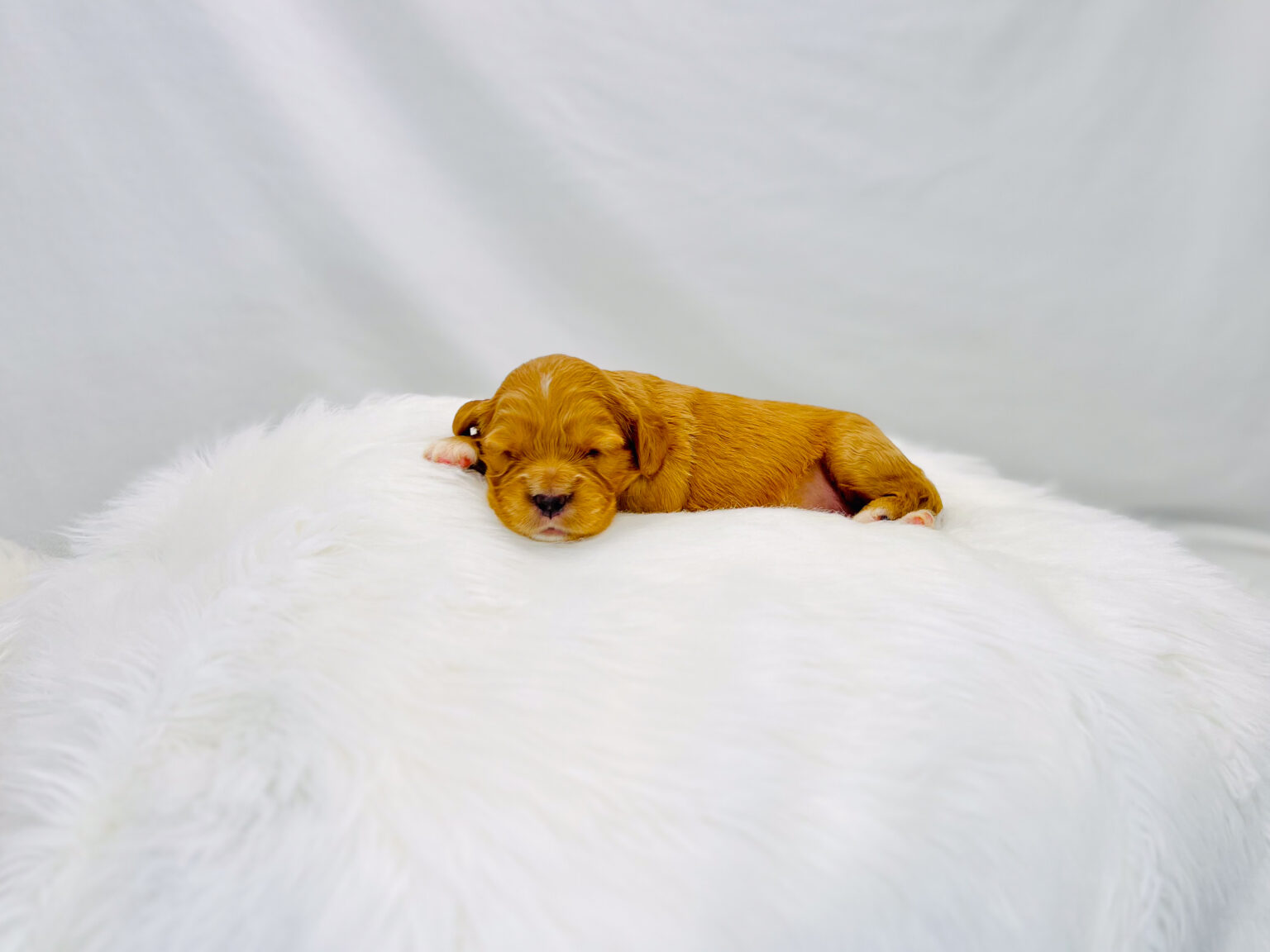 I am just a tiny baby and would love to join your family soon! Of course, you can’t see how cute and curly I will be when I get older, so the Dog Club will send updated photos when I am about 6 to 7 weeks old, if you choose to adopt me. Infant puppy deposits are refundable or transferrable.