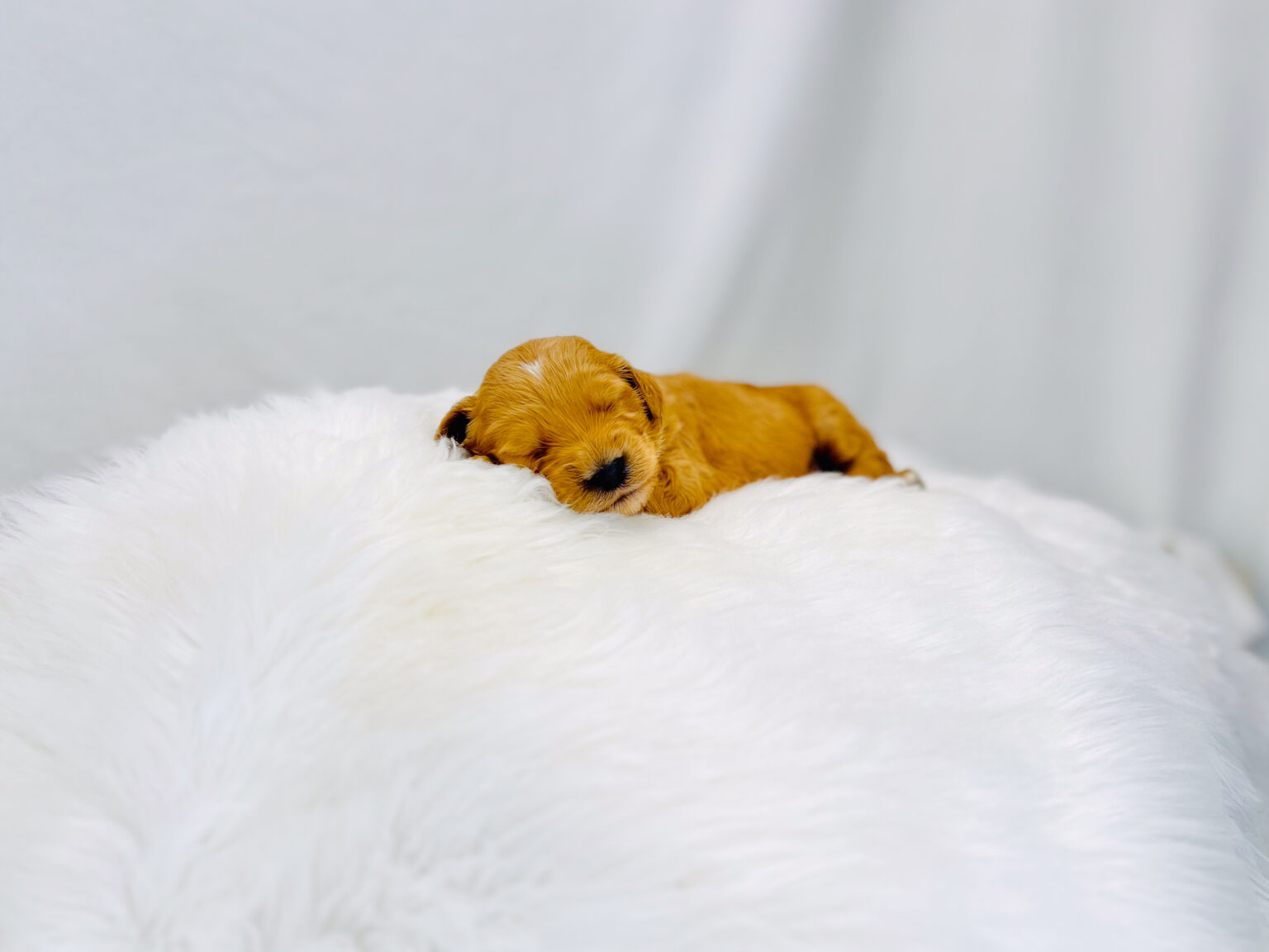 I am just a tiny baby and would love to join your family soon! Of course, you can’t see how cute and curly I will be when I get older, so the Dog Club will send updated photos when I am about 6 to 7 weeks old, if you choose to adopt me. Infant puppy deposits are refundable or transferrable.