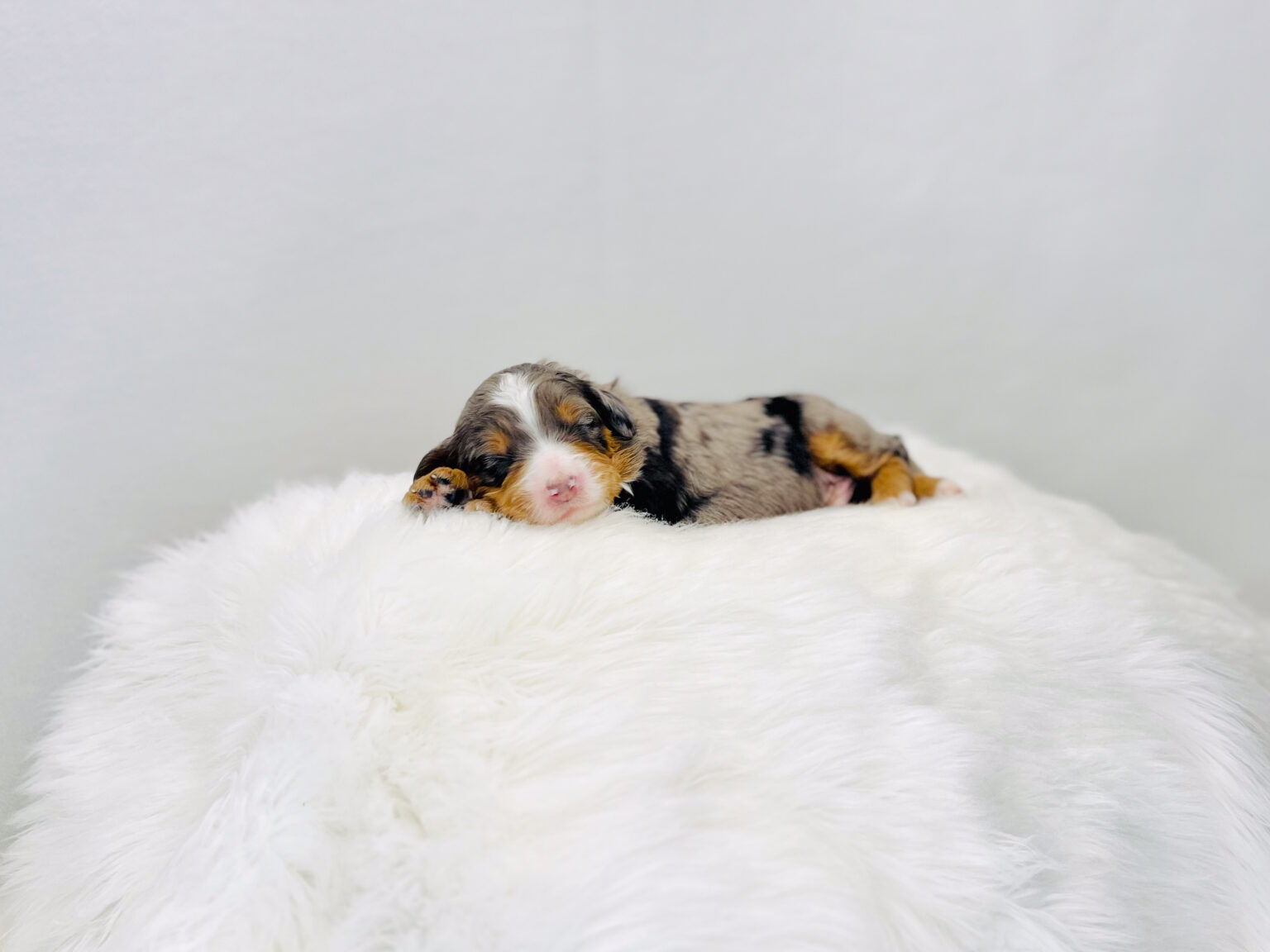 I am just a tiny baby and would love to join your family soon! Of course, you can’t see how cute and curly I will be when I get older, so the Dog Club will send updated photos when I am about 6 to 7 weeks old, if you choose to adopt me. Infant puppy deposits are refundable or transferrable.