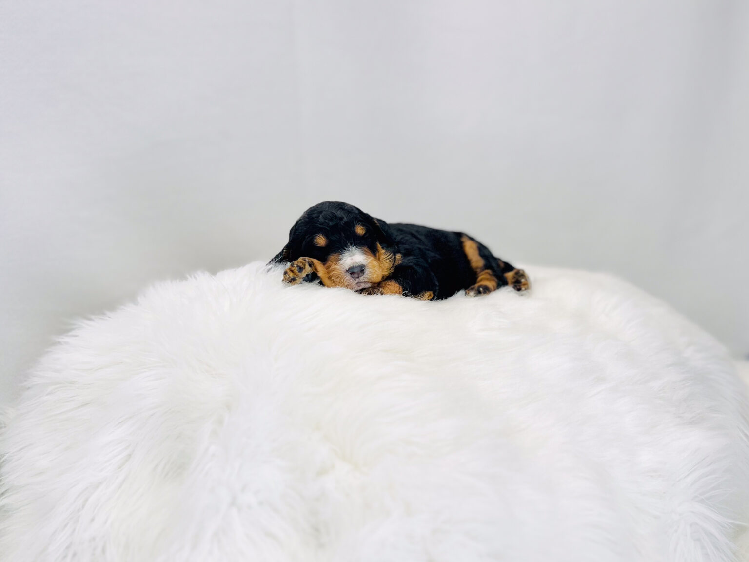I am just a tiny baby and would love to join your family soon! Of course, you can’t see how cute and curly I will be when I get older, so the Dog Club will send updated photos when I am about 6 to 7 weeks old, if you choose to adopt me. Infant puppy deposits are refundable or transferrable.