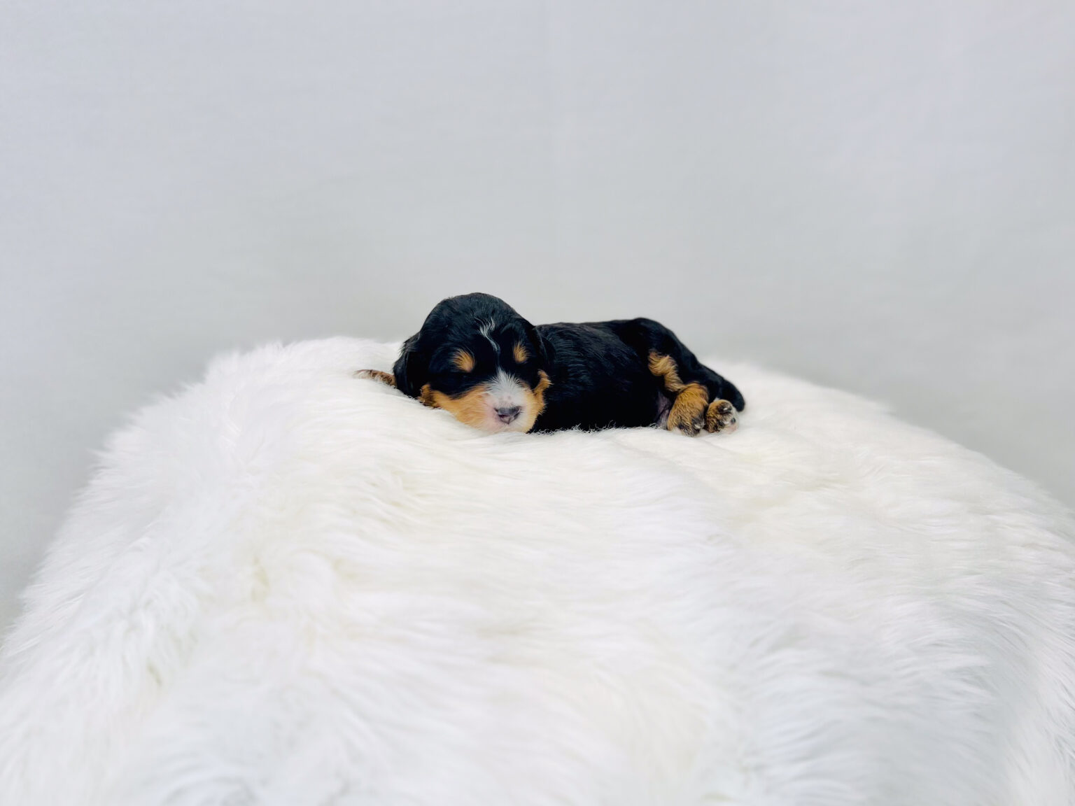 I am just a tiny baby and would love to join your family soon! Of course, you can’t see how cute and curly I will be when I get older, so the Dog Club will send updated photos when I am about 6 to 7 weeks old, if you choose to adopt me. Infant puppy deposits are refundable or transferrable.