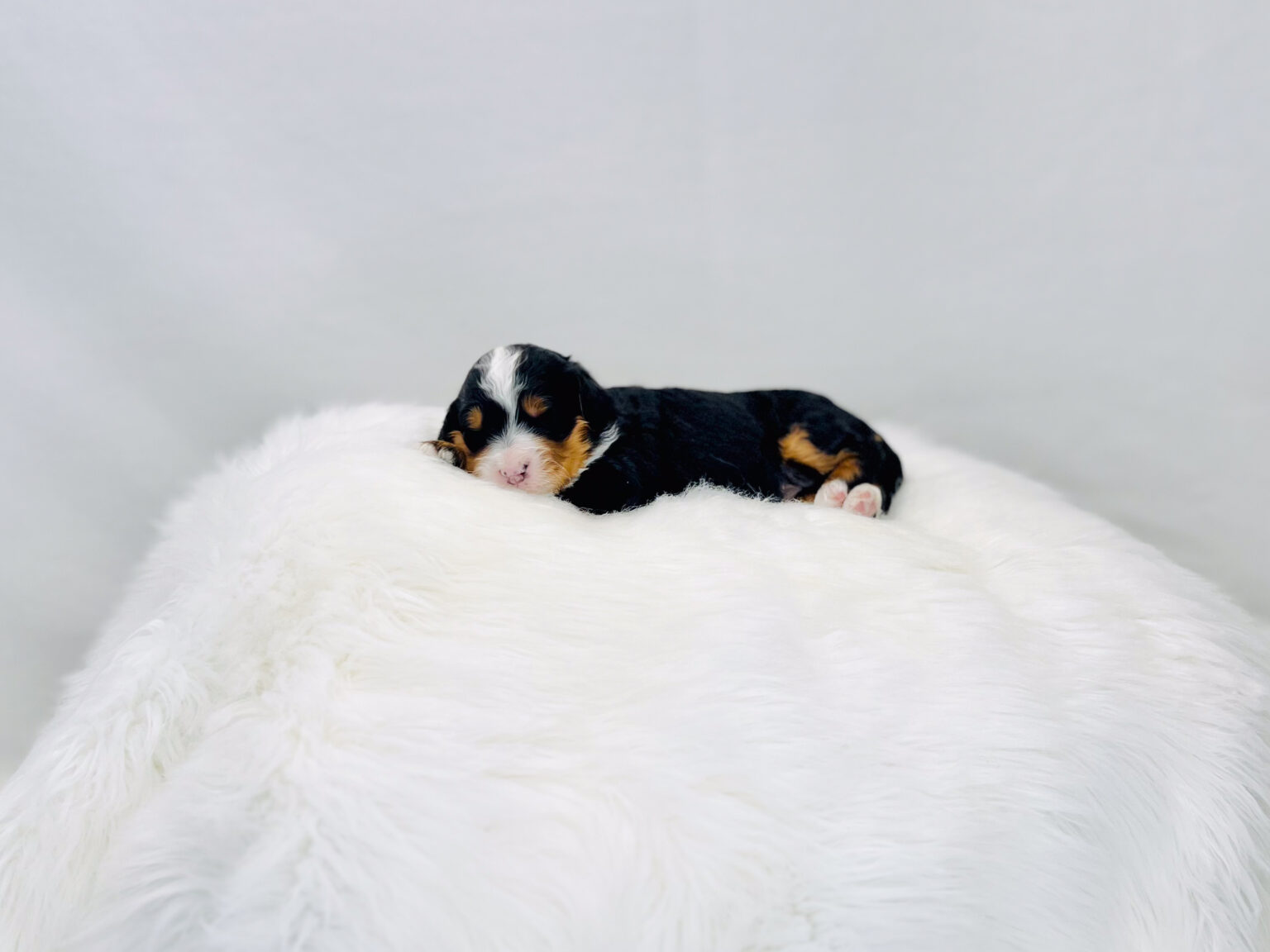 I am just a tiny baby and would love to join your family soon! Of course, you can’t see how cute and curly I will be when I get older, so the Dog Club will send updated photos when I am about 6 to 7 weeks old, if you choose to adopt me. Infant puppy deposits are refundable or transferrable.