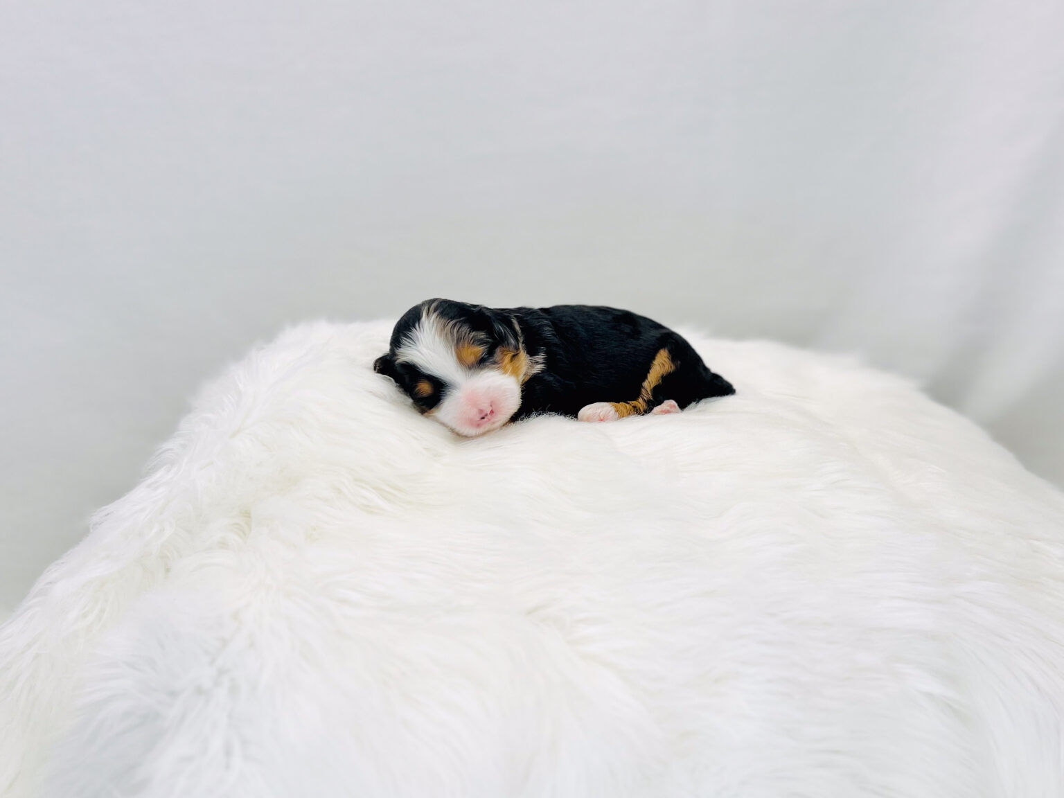 I am just a tiny baby and would love to join your family soon! Of course, you can’t see how cute and curly I will be when I get older, so the Dog Club will send updated photos when I am about 6 to 7 weeks old, if you choose to adopt me. Infant puppy deposits are refundable or transferrable.