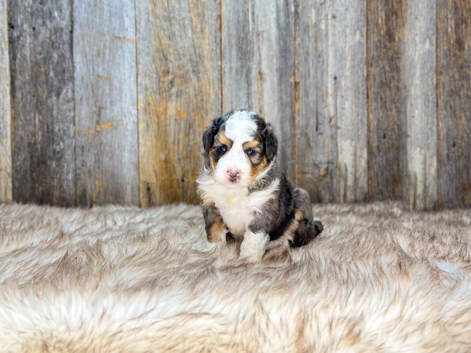I am just a tiny baby and would love to join your family soon! Of course, you can’t see how cute and curly I will be when I get older, so the Dog Club will send updated photos when I am about 6 to 7 weeks old, if you choose to adopt me. Infant puppy deposits are refundable or transferrable.