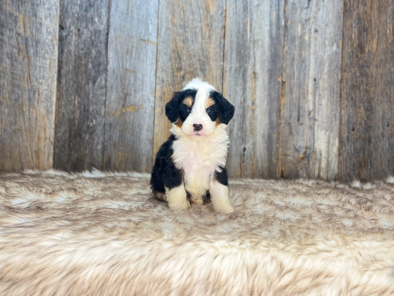 I am just a tiny baby and would love to join your family soon! Of course, you can’t see how cute and curly I will be when I get older, so the Dog Club will send updated photos when I am about 6 to 7 weeks old, if you choose to adopt me. Infant puppy deposits are refundable or transferrable.