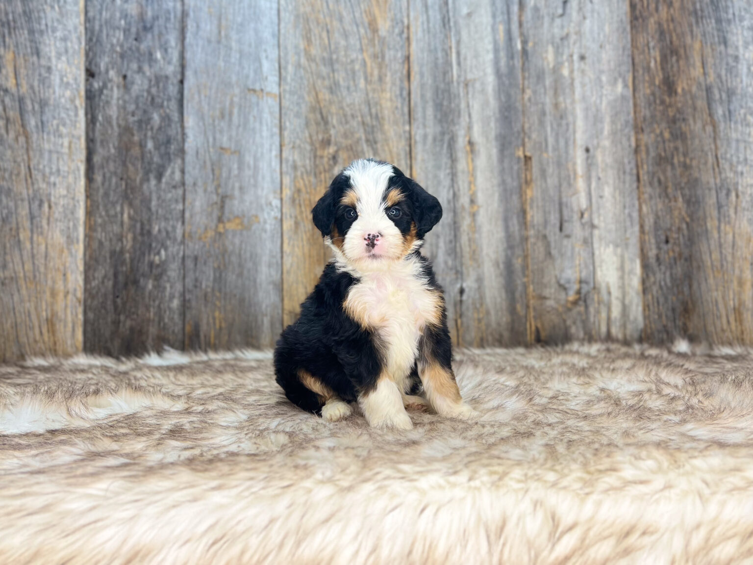 I am just a tiny baby and would love to join your family soon! Of course, you can’t see how cute and curly I will be when I get older, so the Dog Club will send updated photos when I am about 6 to 7 weeks old, if you choose to adopt me. Infant puppy deposits are refundable or transferrable.