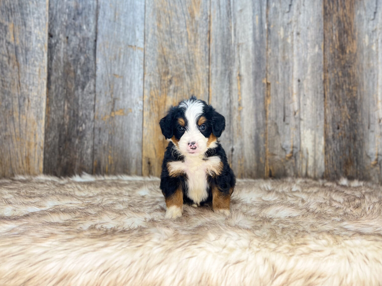 I am just a tiny baby and would love to join your family soon! Of course, you can’t see how cute and curly I will be when I get older, so the Dog Club will send updated photos when I am about 6 to 7 weeks old, if you choose to adopt me. Infant puppy deposits are refundable or transferrable.