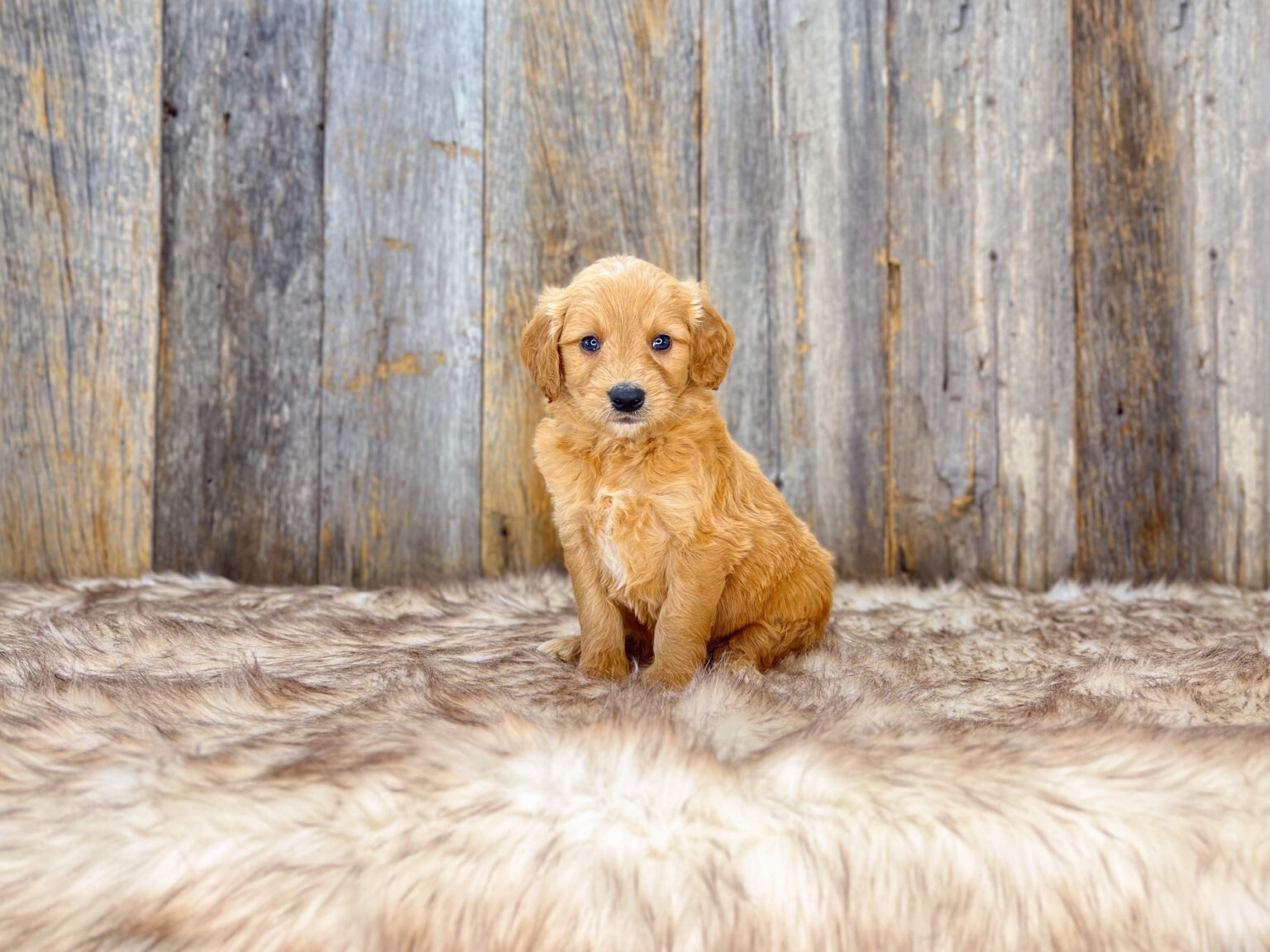 I am just a tiny baby and would love to join your family soon! Of course, you can’t see how cute and curly I will be when I get older, so the Dog Club will send updated photos when I am about 6 to 7 weeks old, if you choose to adopt me. Infant puppy deposits are refundable or transferrable.