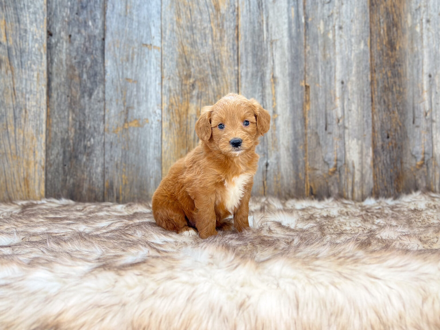 I am just a tiny baby and would love to join your family soon! Of course, you can’t see how cute and curly I will be when I get older, so the Dog Club will send updated photos when I am about 6 to 7 weeks old, if you choose to adopt me. Infant puppy deposits are refundable or transferrable.
