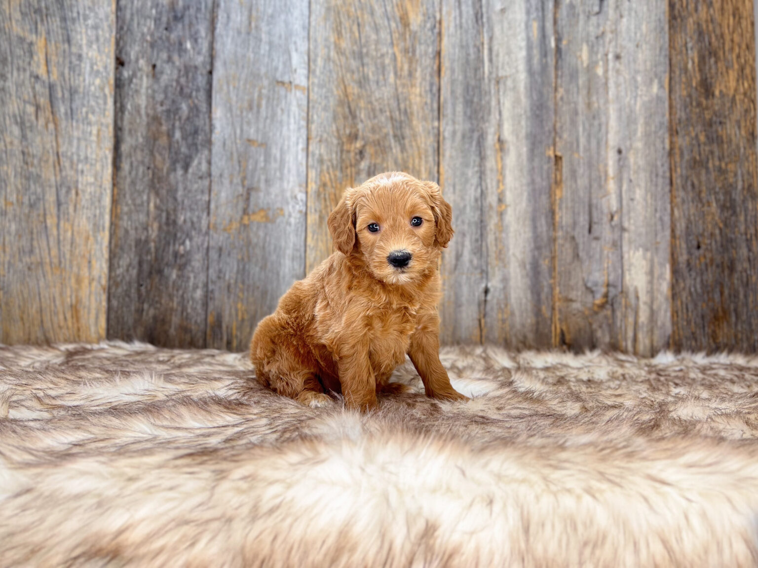 I am just a tiny baby and would love to join your family soon! Of course, you can’t see how cute and curly I will be when I get older, so the Dog Club will send updated photos when I am about 6 to 7 weeks old, if you choose to adopt me. Infant puppy deposits are refundable or transferrable.