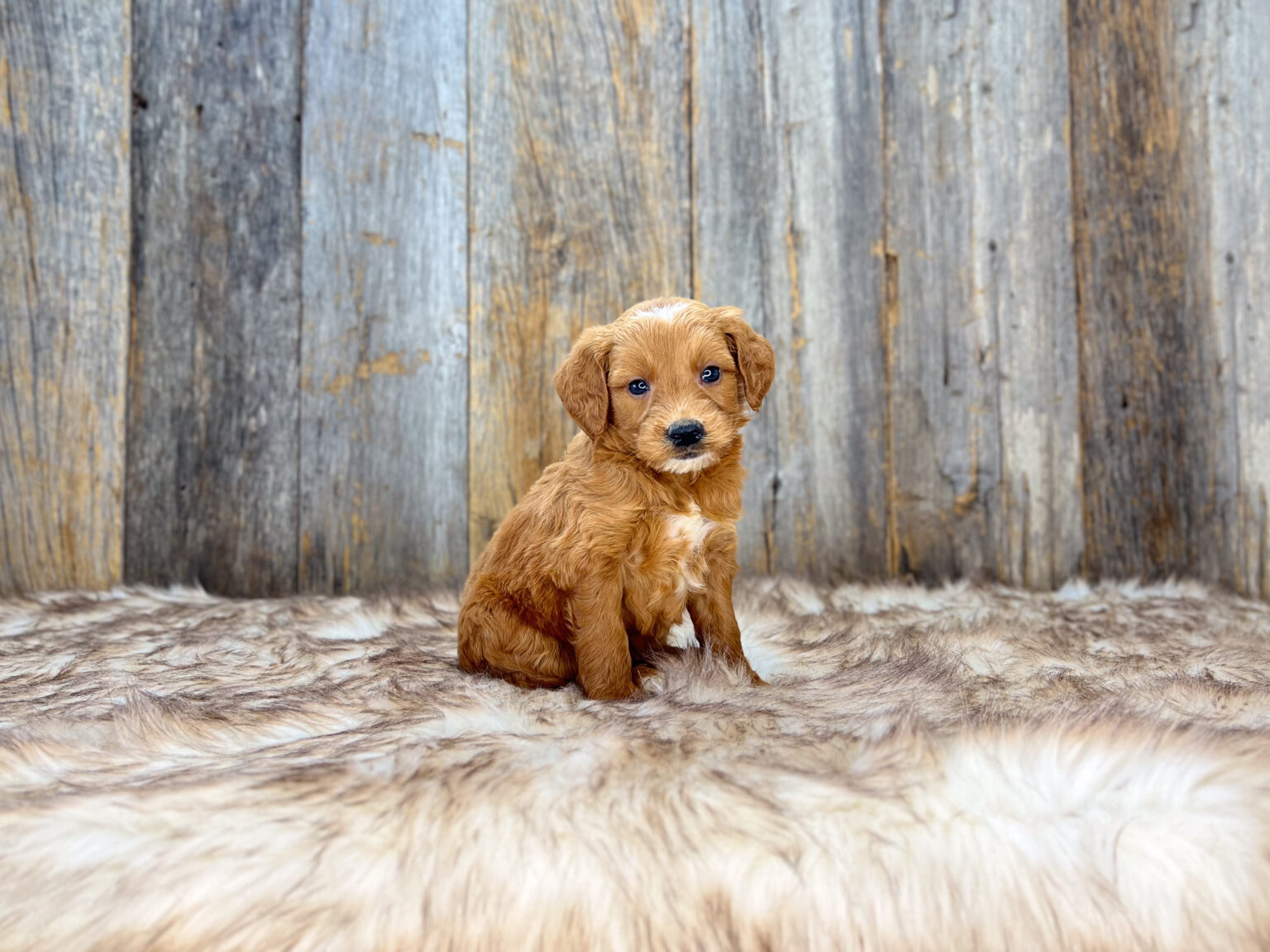 I am just a tiny baby and would love to join your family soon! Of course, you can’t see how cute and curly I will be when I get older, so the Dog Club will send updated photos when I am about 6 to 7 weeks old, if you choose to adopt me. Infant puppy deposits are refundable or transferrable.