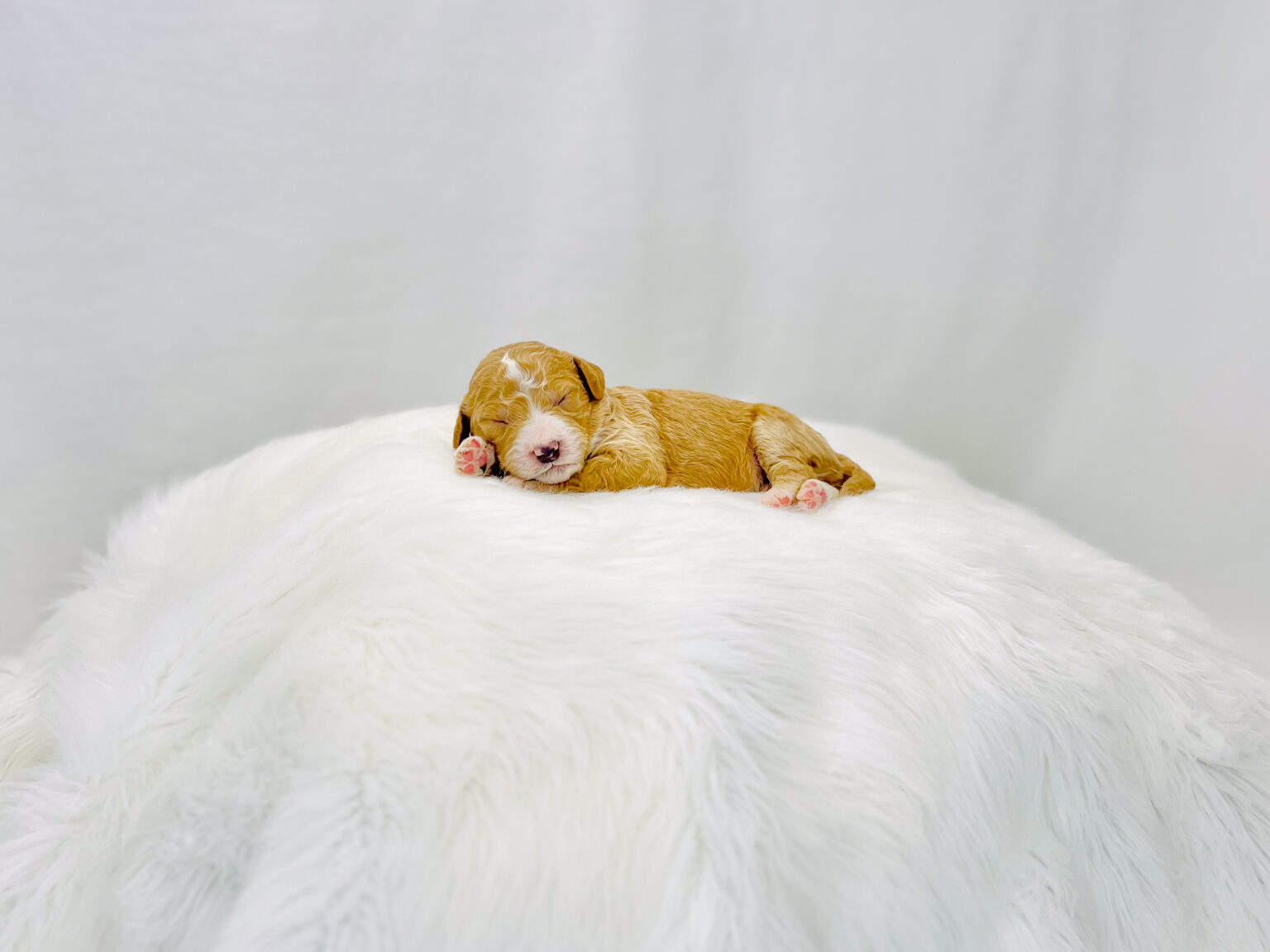 I am just a tiny baby and would love to join your family soon! Of course, you can’t see how cute and curly I will be when I get older, so the Dog Club will send updated photos when I am about 6 to 7 weeks old, if you choose to adopt me. Infant puppy deposits are refundable or transferrable.